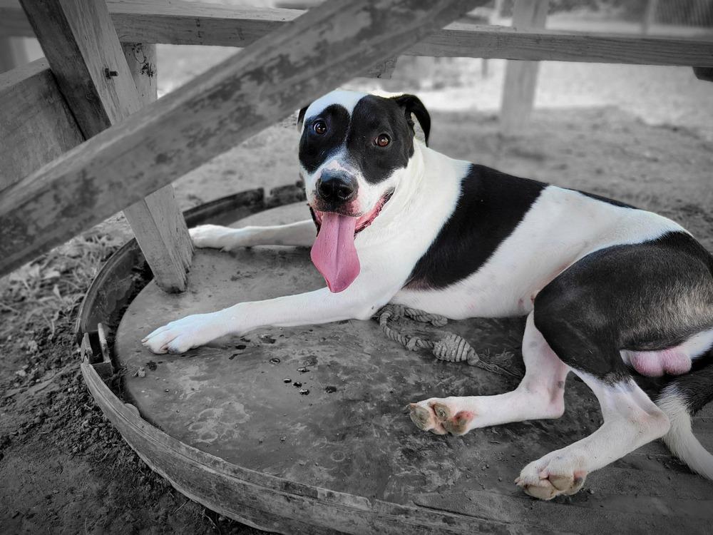 SAMSON 266-25, Adoptable, Young Male Hound.