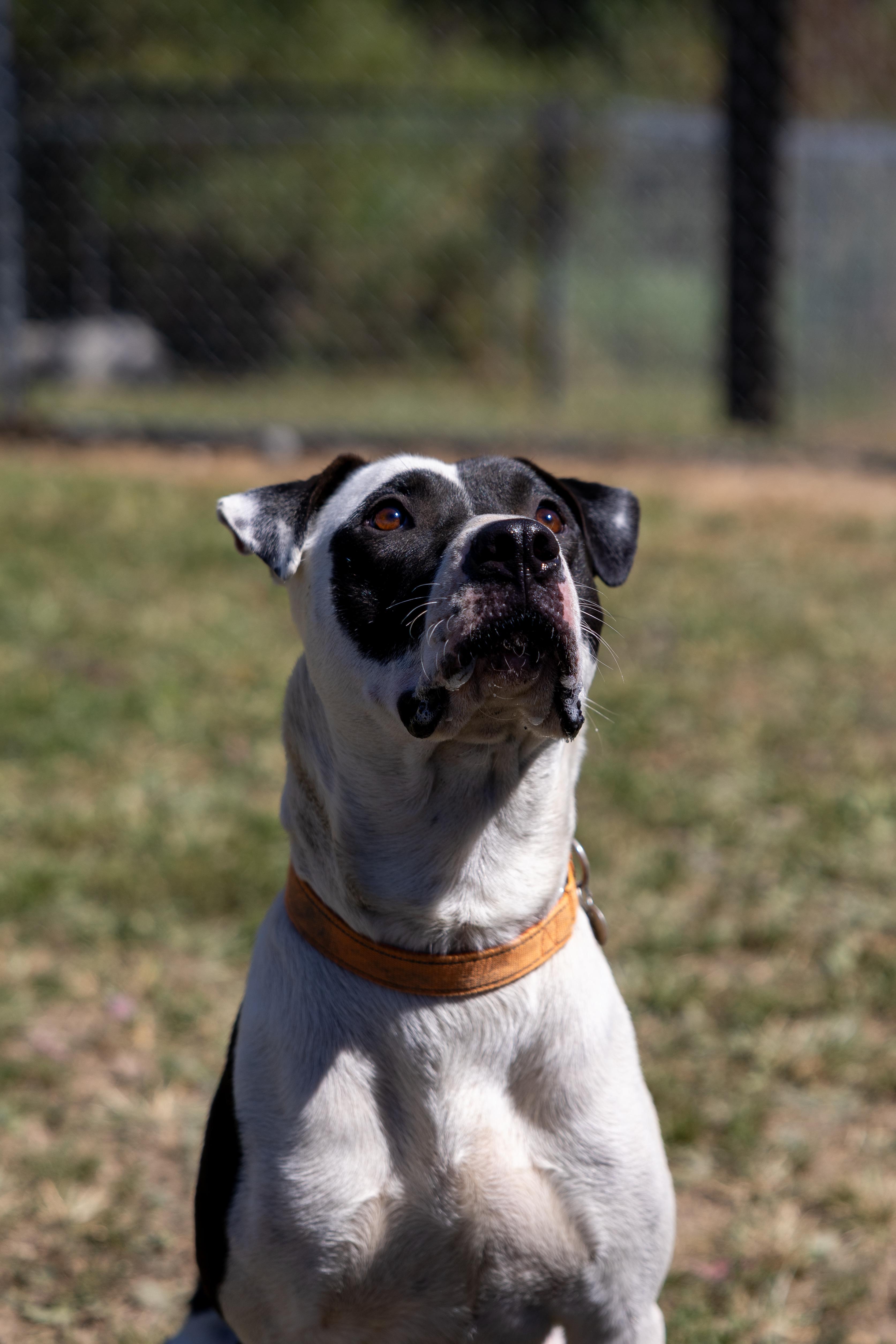 SAMSON 266-25, a Adoptable mixed breed in Cambridge, OH image 2/6