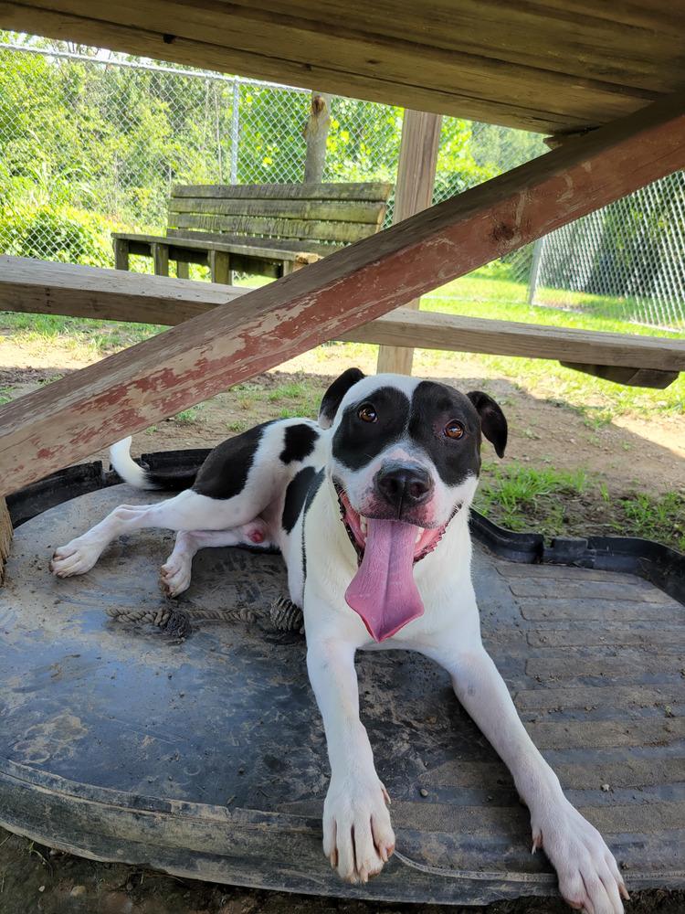 SAMSON 266-25, a Adoptable mixed breed in Cambridge, OH image 5/6