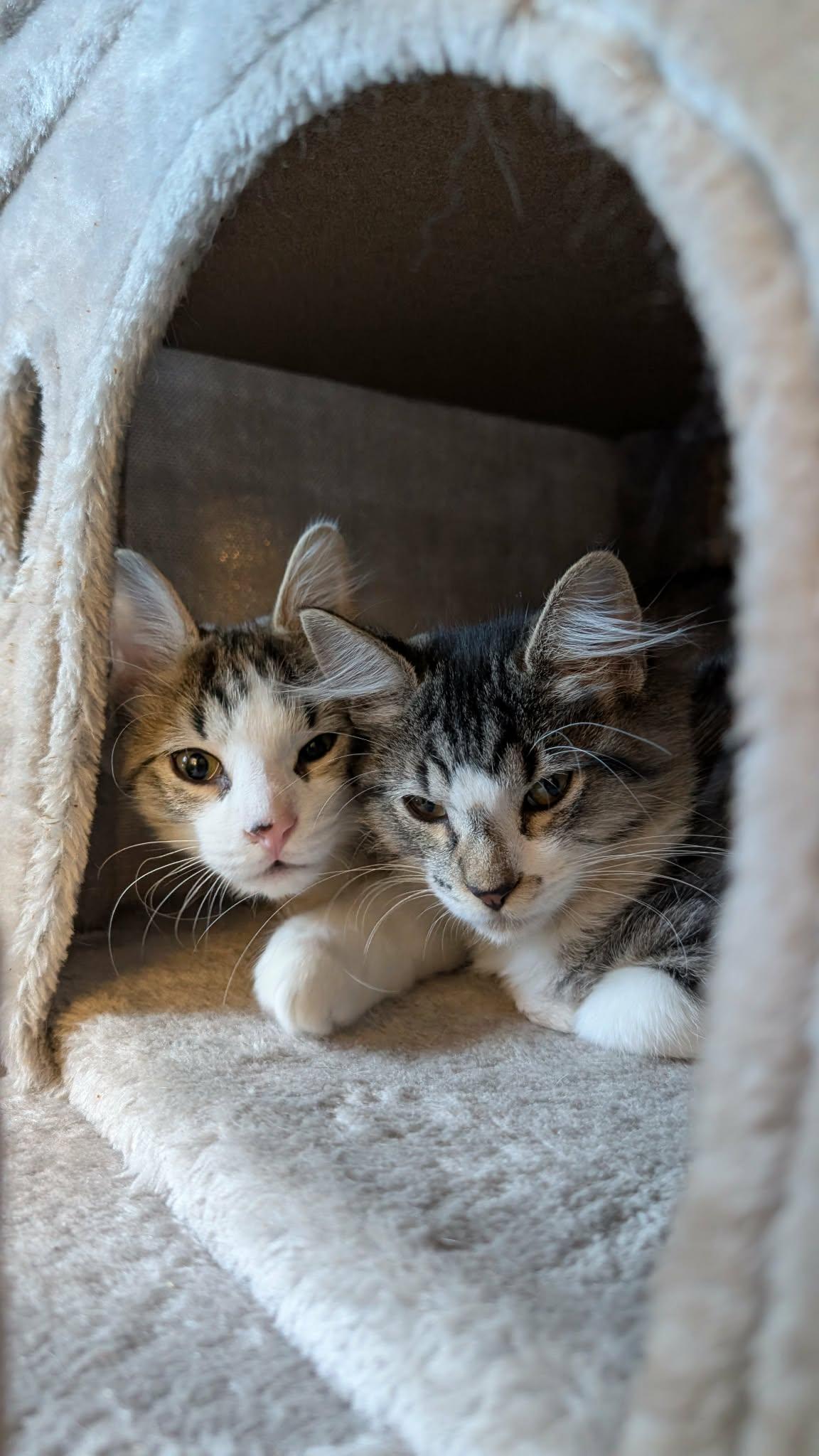 Enlarge Mochi, a ADOPTABLE Domestic Short Hair in Weatherford, TX image 6/6
