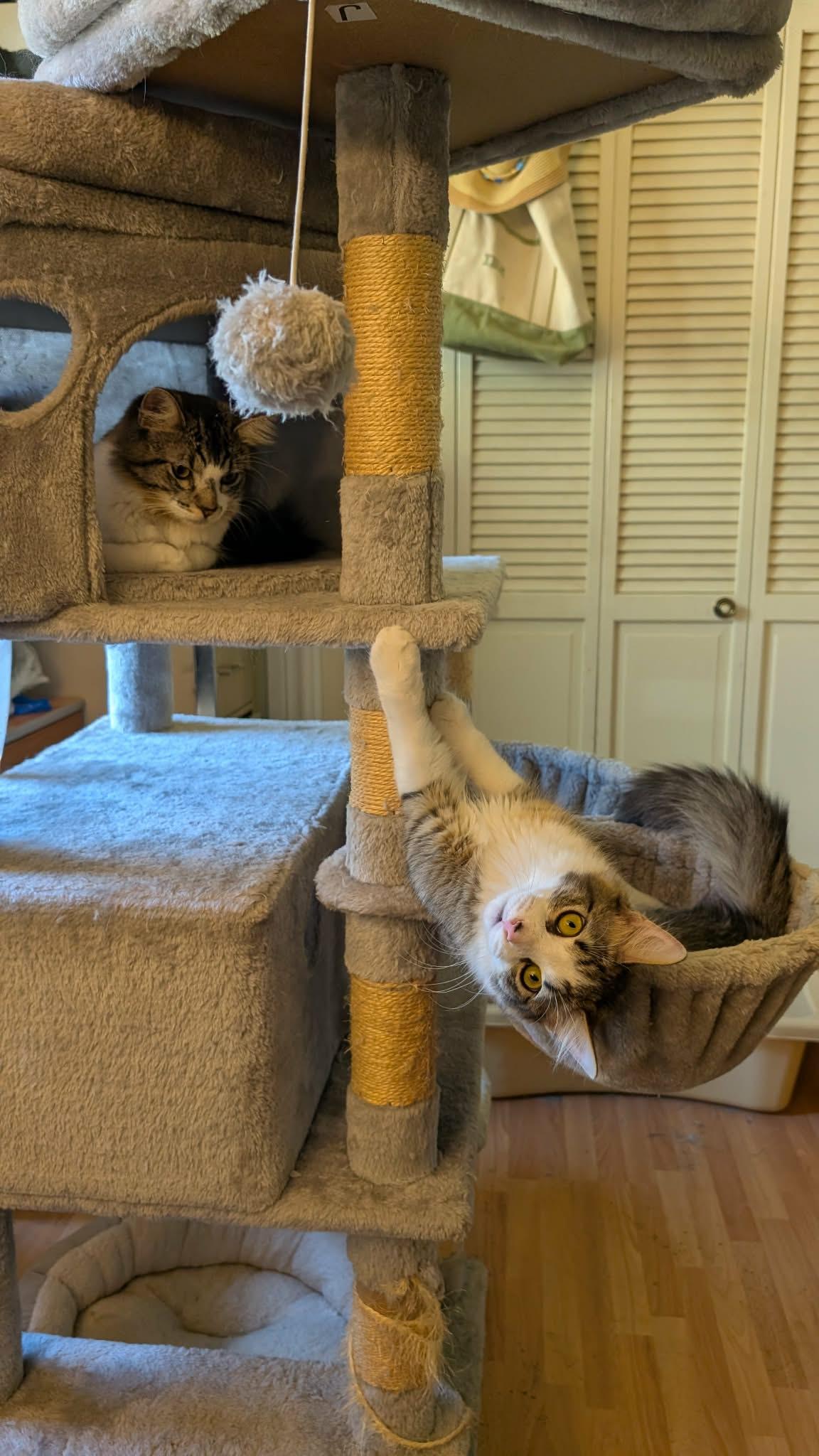 Enlarge Mochi, a ADOPTABLE Domestic Short Hair in Weatherford, TX image 5/6