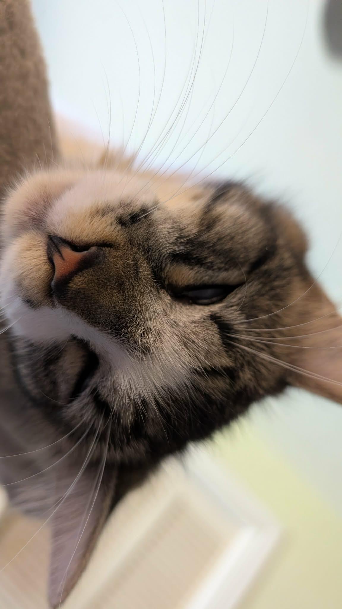 Enlarge Mochi, a ADOPTABLE Domestic Short Hair in Weatherford, TX image 4/6