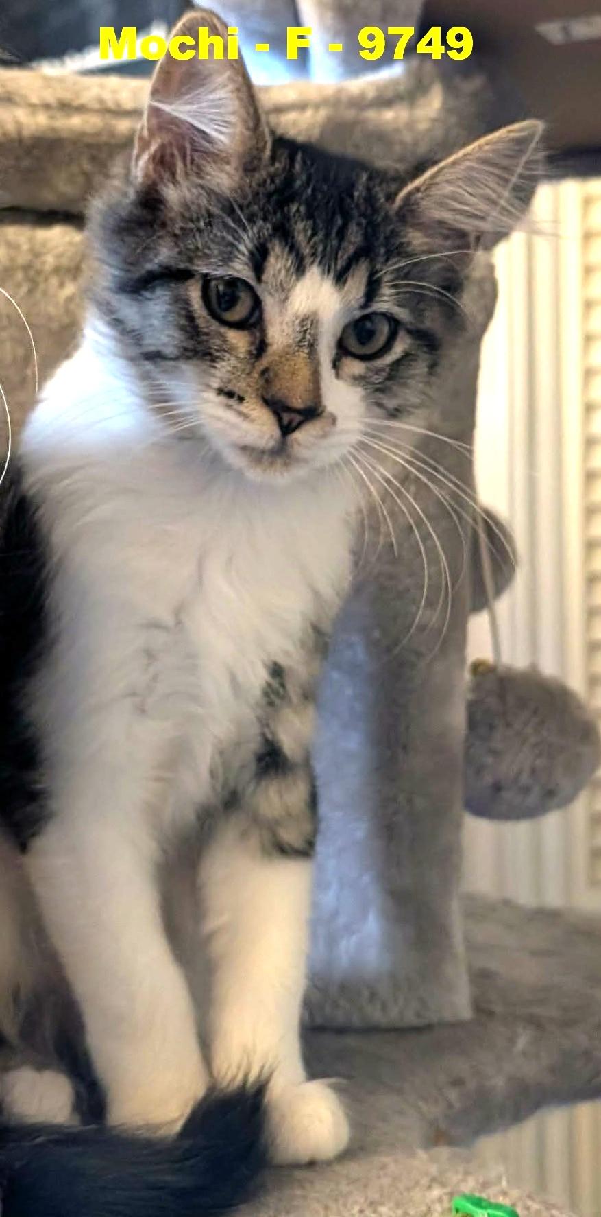 Enlarge Mochi, a ADOPTABLE Domestic Short Hair in Weatherford, TX image 1/6