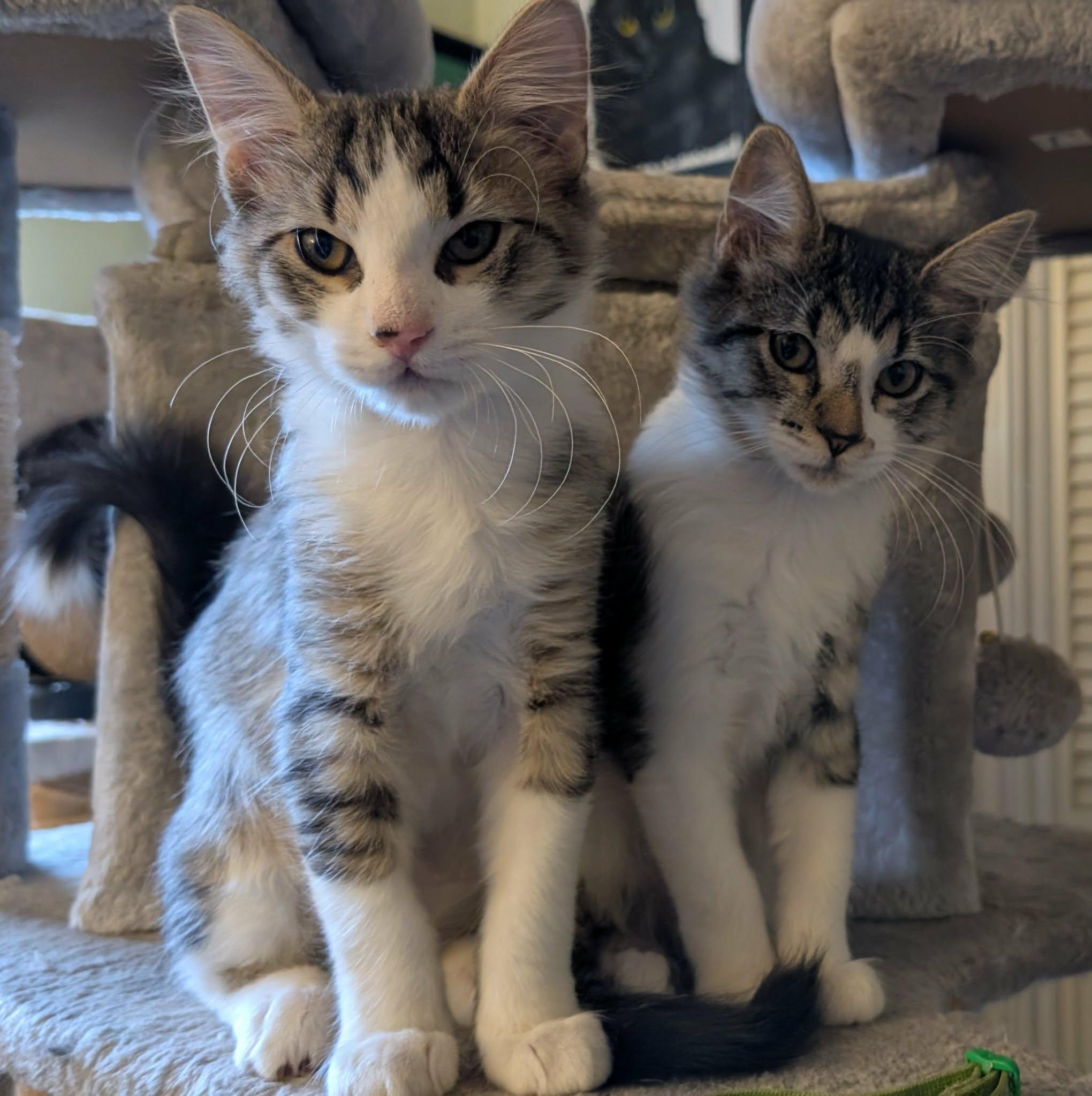 Enlarge Mochi, a ADOPTABLE Domestic Short Hair in Weatherford, TX image 2/6