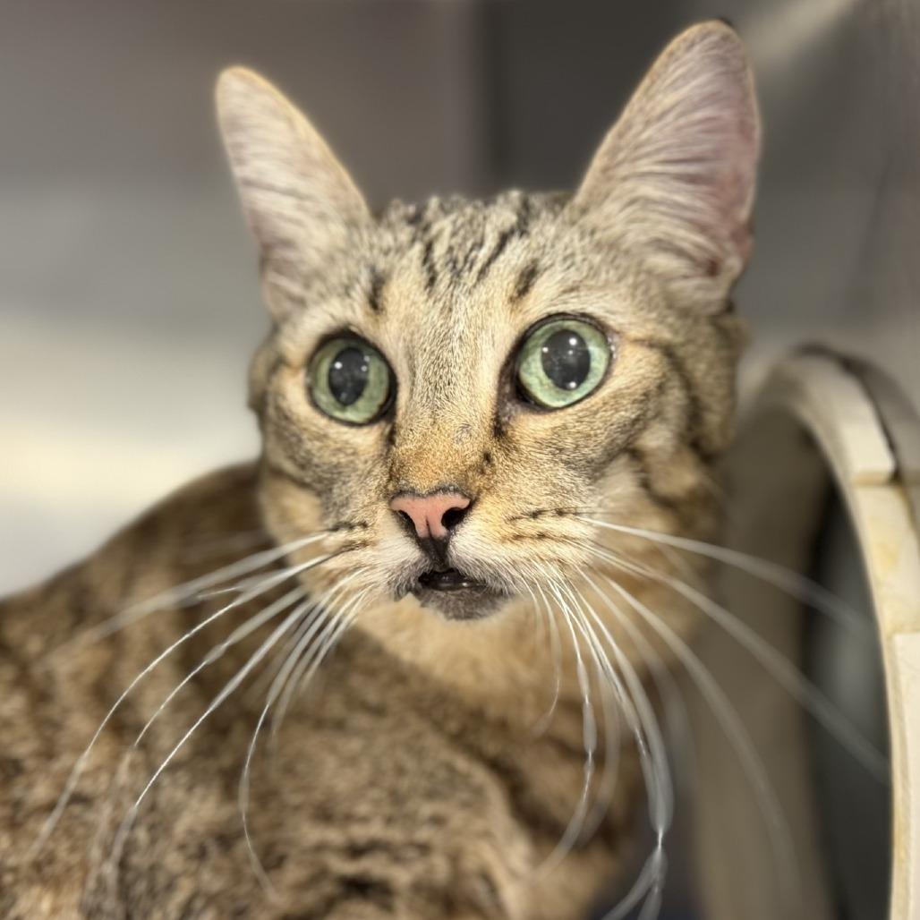 Peanut Brittle — thumbnail 2