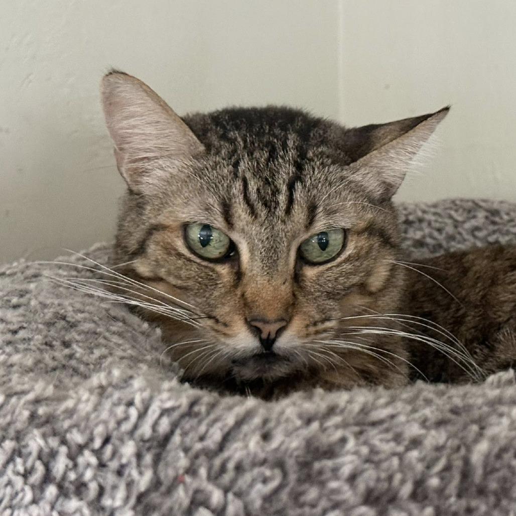 Peanut Brittle — thumbnail 3