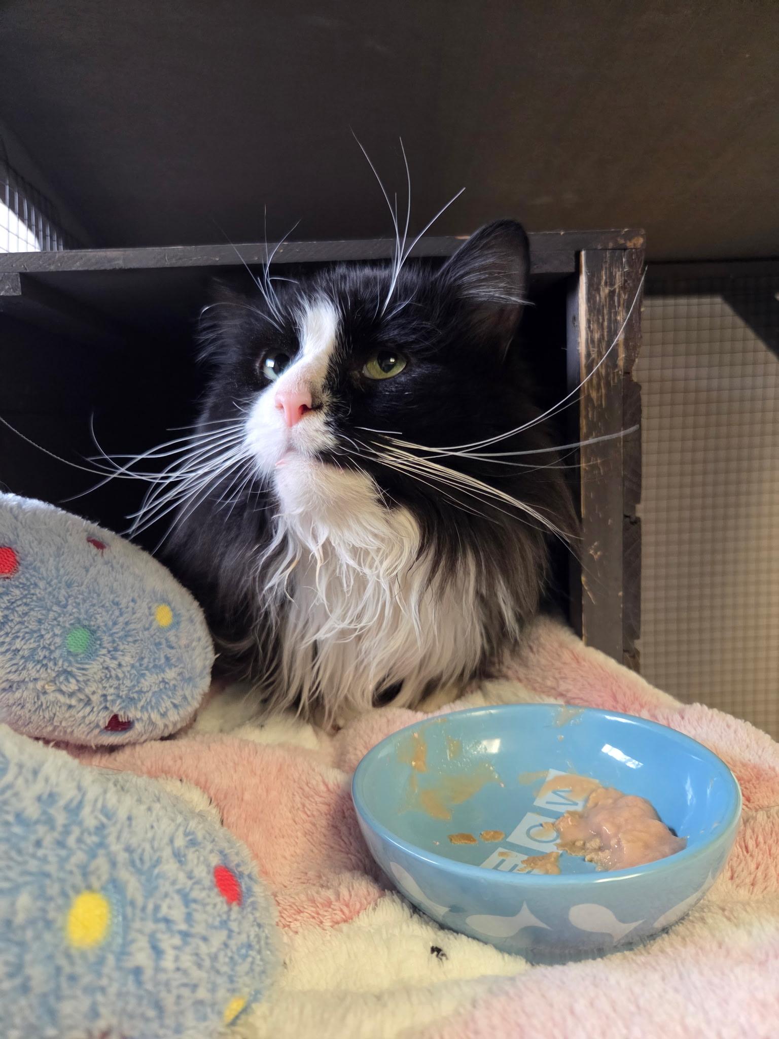Enlarge Waylon, a ADOPTABLE Domestic Long Hair in Grosse Ile, MI image 1/2