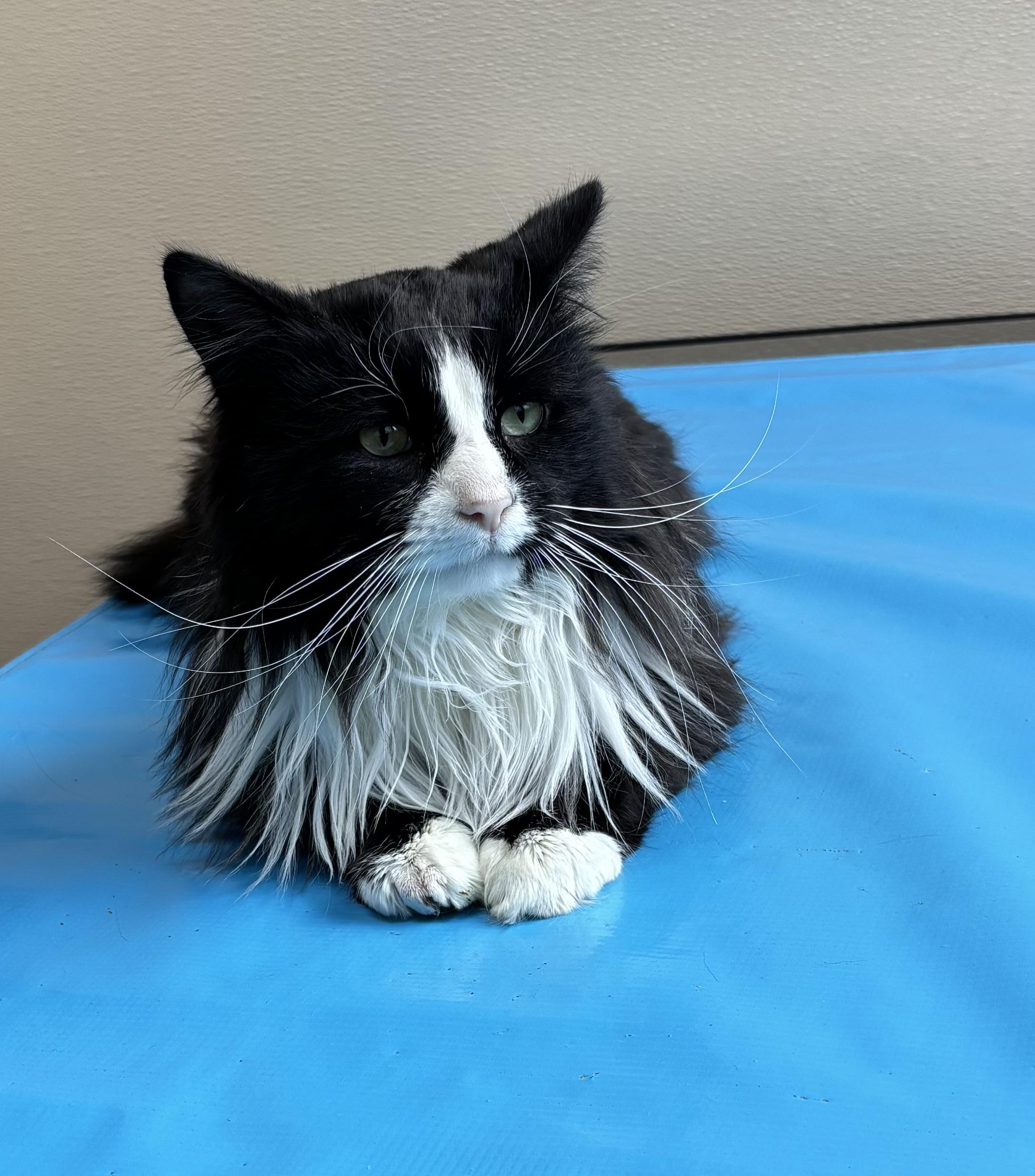 Enlarge Waylon, a ADOPTABLE Domestic Long Hair in Grosse Ile, MI image 2/2