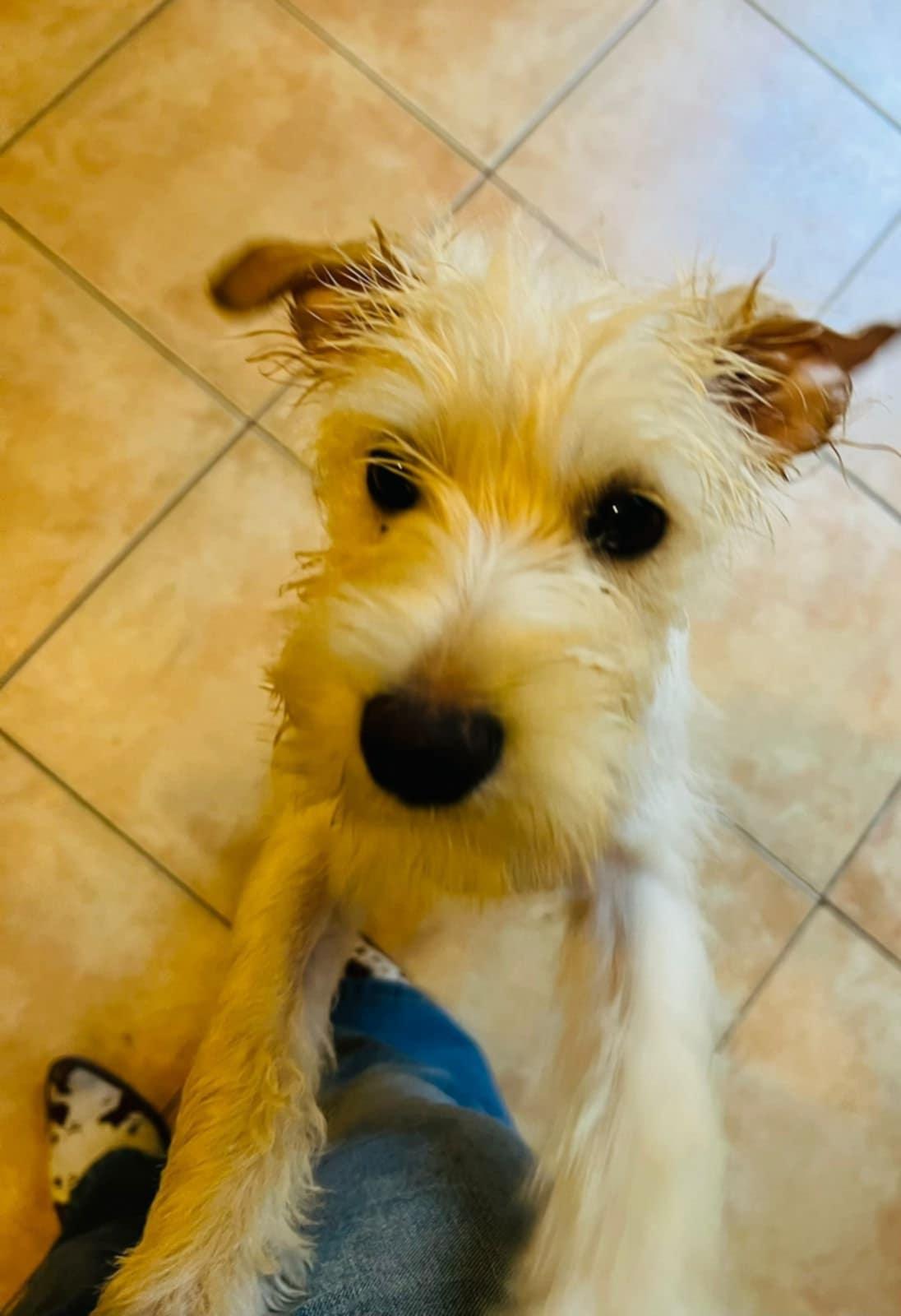 Enlarge Chai, an adopted mixed breed in Carlsbad, CA image 1/5