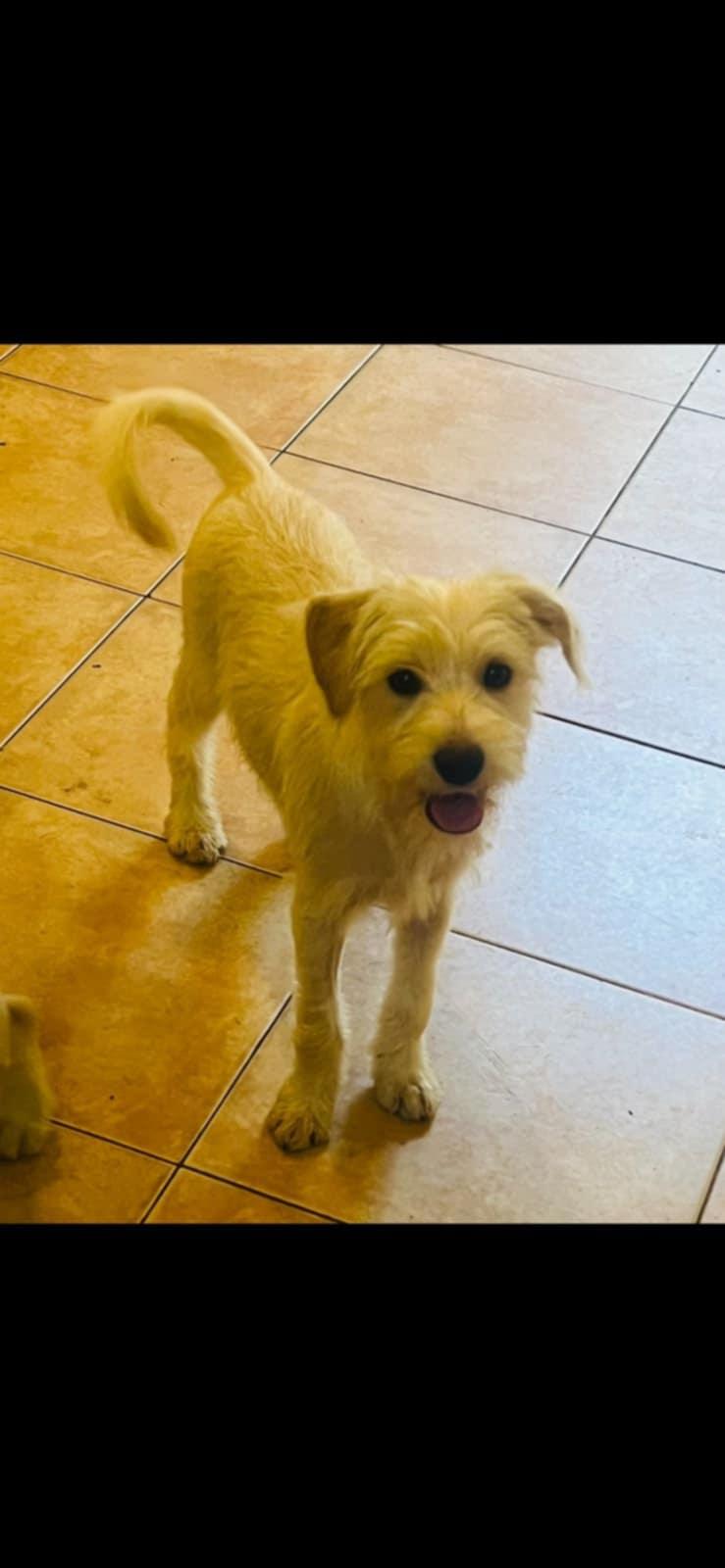 Enlarge Chai, an adopted mixed breed in Carlsbad, CA image 2/5