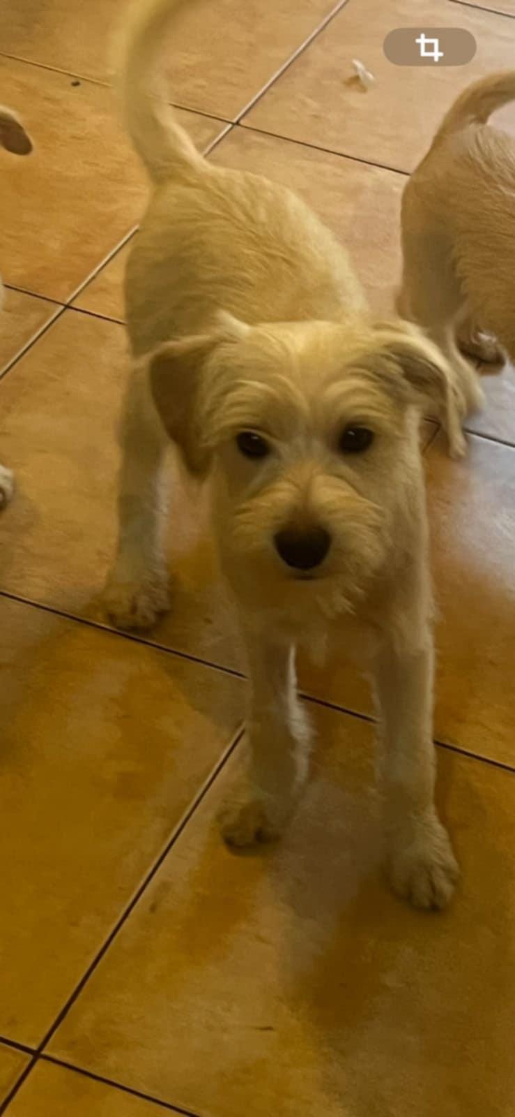 Enlarge Chai, an adopted mixed breed in Carlsbad, CA image 5/5