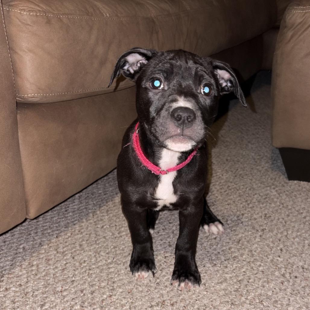 Enlarge Livvy, a Adoptable Mixed Breed in Columbia Station, OH image 1/6