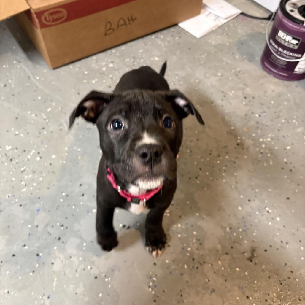 Enlarge Livvy, a Adoptable Mixed Breed in Columbia Station, OH image 2/6