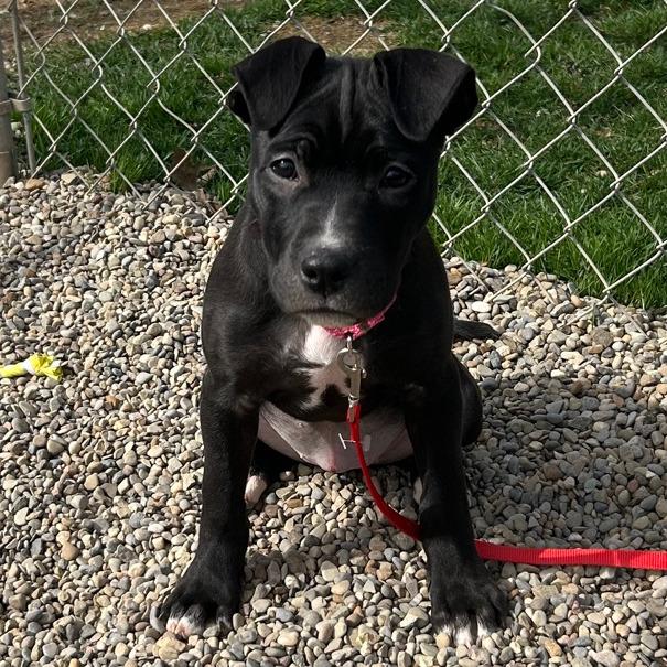 Enlarge Livvy, a Adoptable Mixed Breed in Columbia Station, OH image 3/6