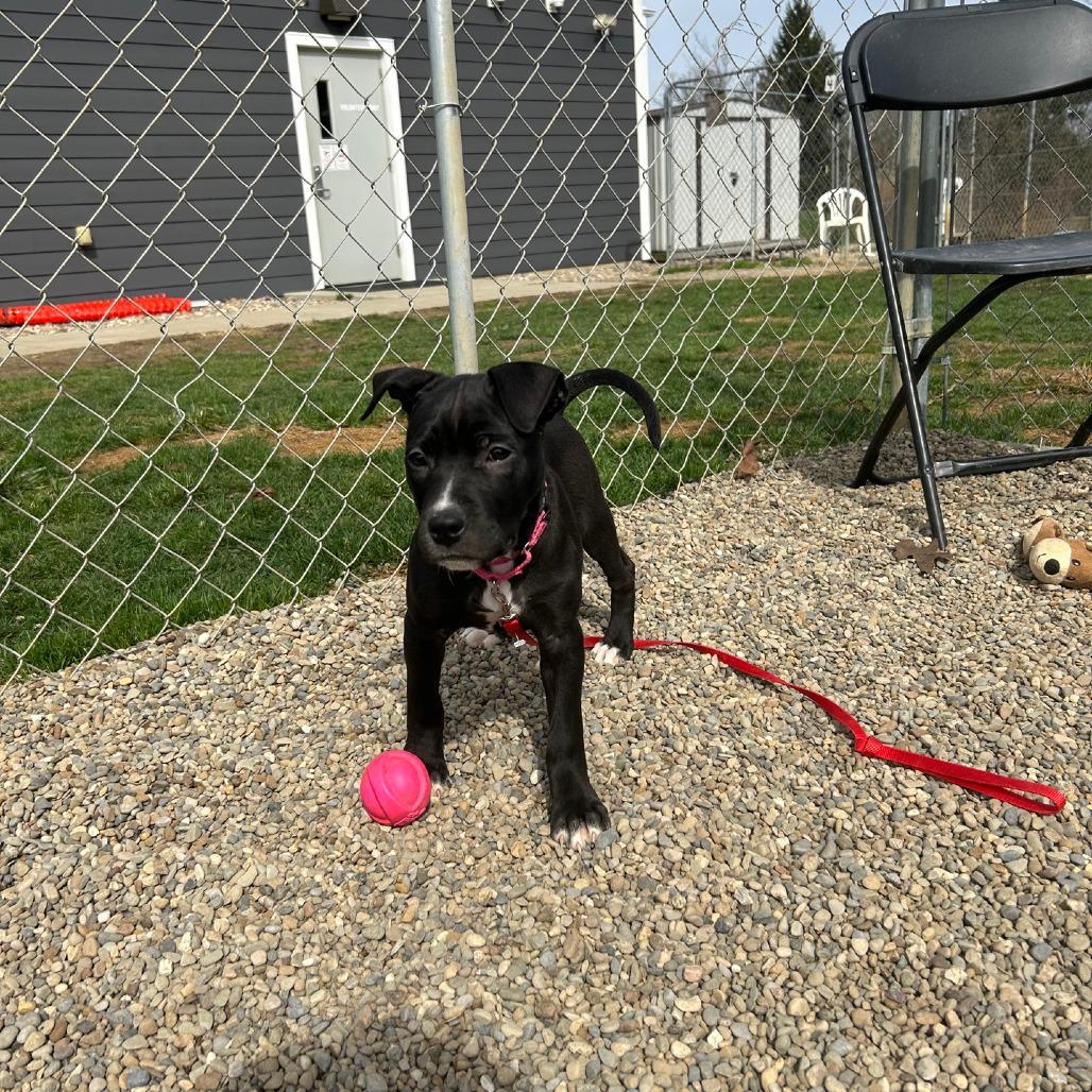 Enlarge Livvy, a Adoptable Mixed Breed in Columbia Station, OH image 4/6