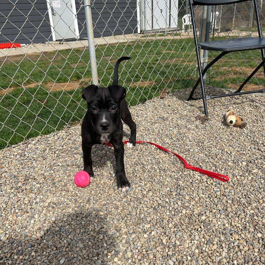 Enlarge Livvy, a Adoptable Mixed Breed in Columbia Station, OH image 5/6