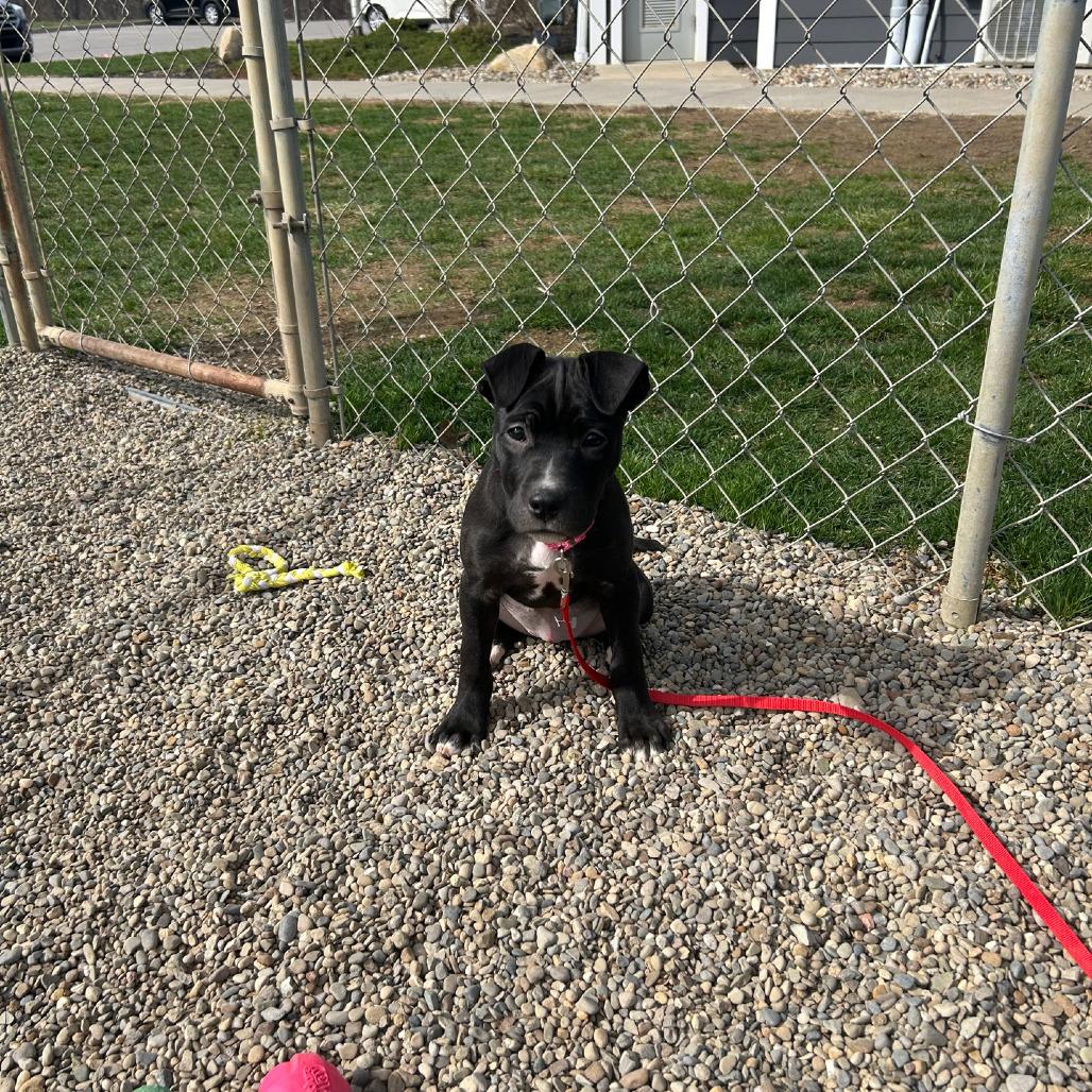 Enlarge Livvy, a Adoptable Mixed Breed in Columbia Station, OH image 6/6