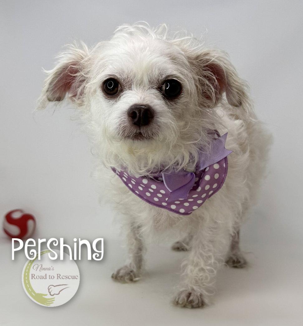 Pershing, Adoptable, Adult Female Poodle & Chihuahua.