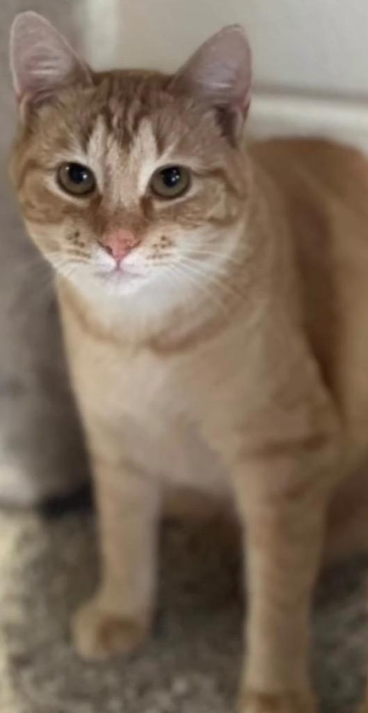 AUGUST, Adoptable, Kitten Female Domestic Short Hair.