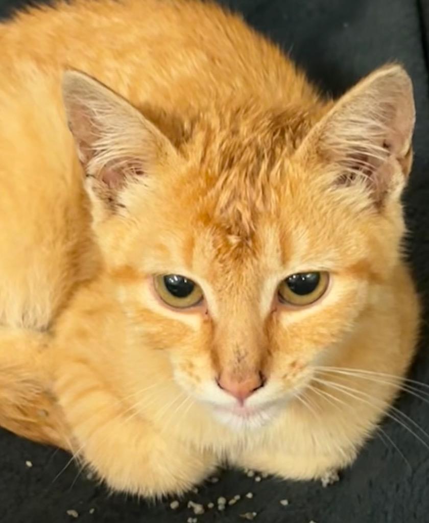 Enlarge AUGUST, a Adoptable mixed breed in Elizabethton, TN image 2/2