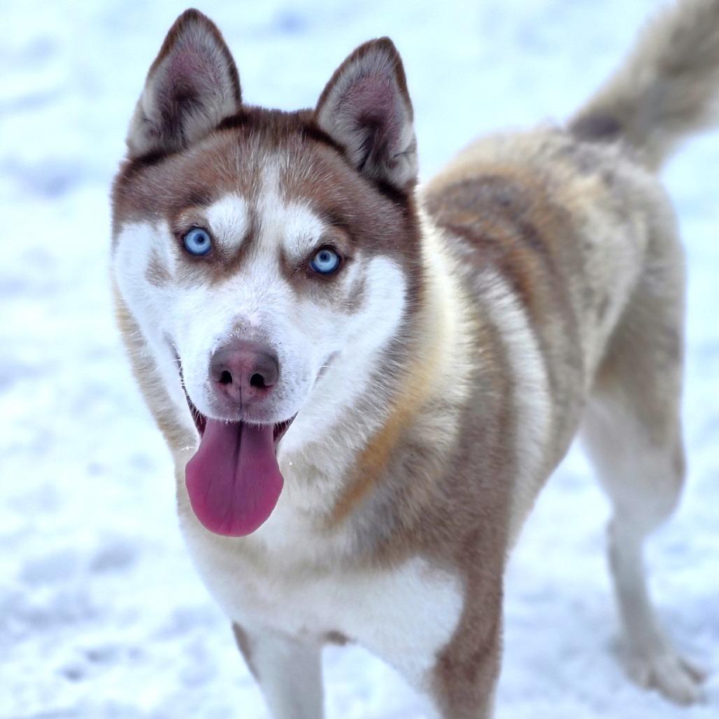Holly, Adoptable, Adult Female Husky.