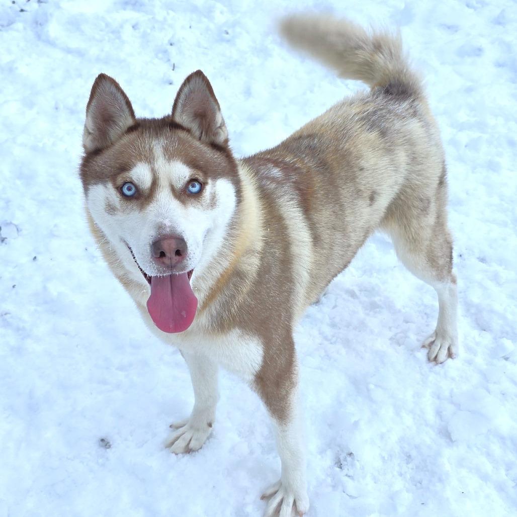 Holly, a Adoptable Husky in Michigan City, IN image 3/6