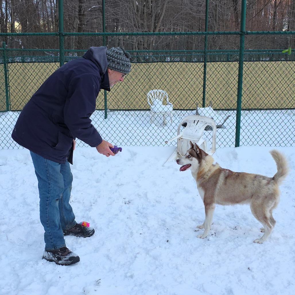 Holly, a Adoptable Husky in Michigan City, IN image 4/6