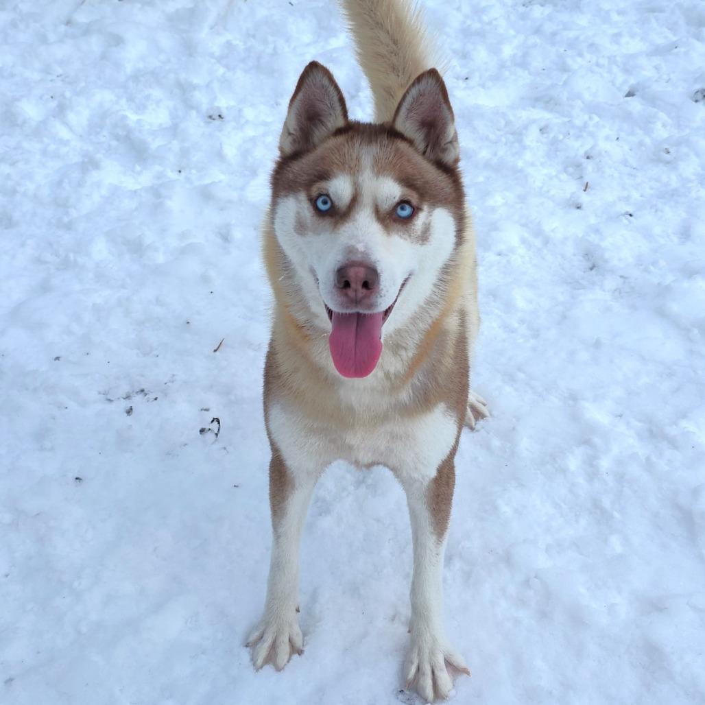 Holly, a Adoptable Husky in Michigan City, IN image 5/6