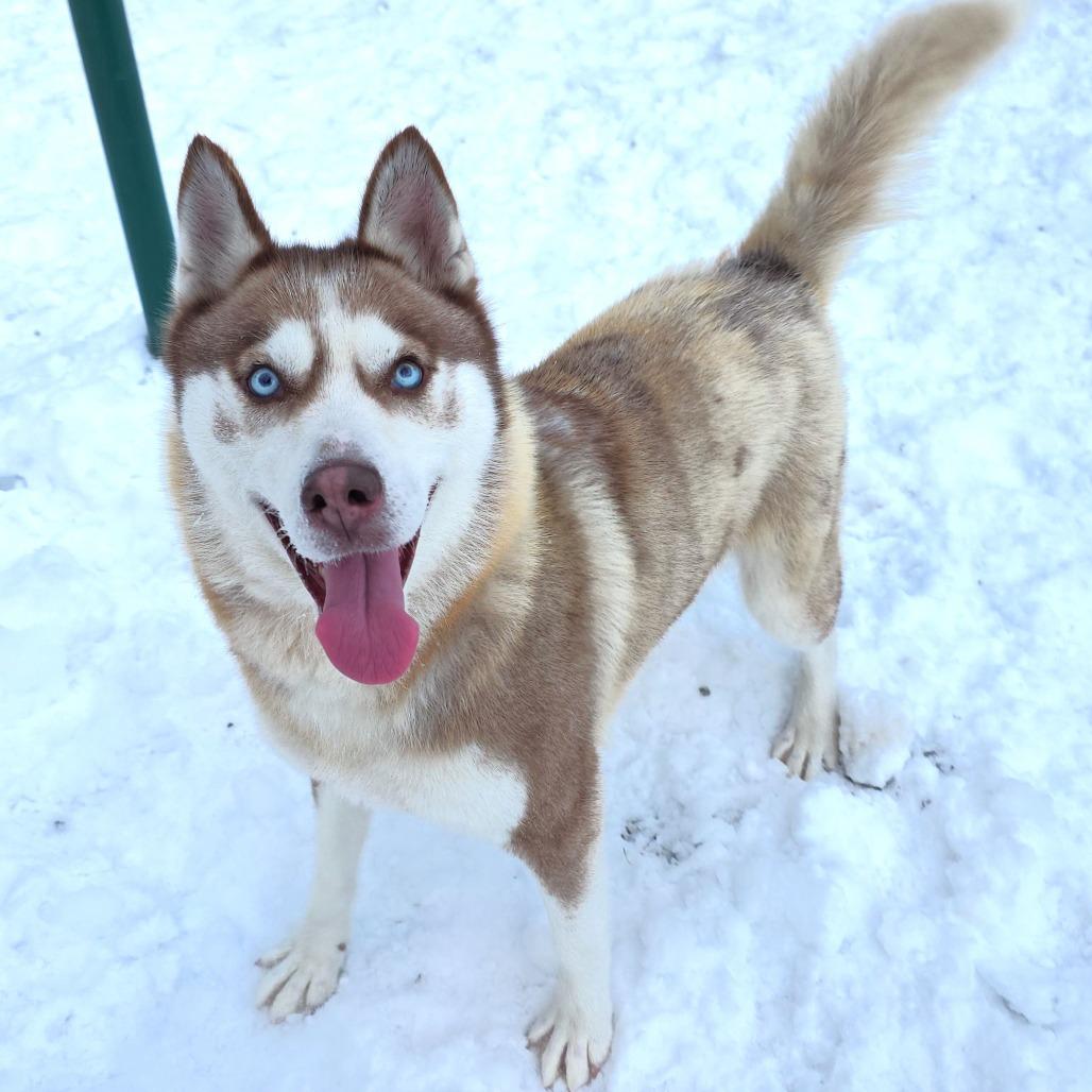 Holly, a Adoptable Husky in Michigan City, IN image 6/6