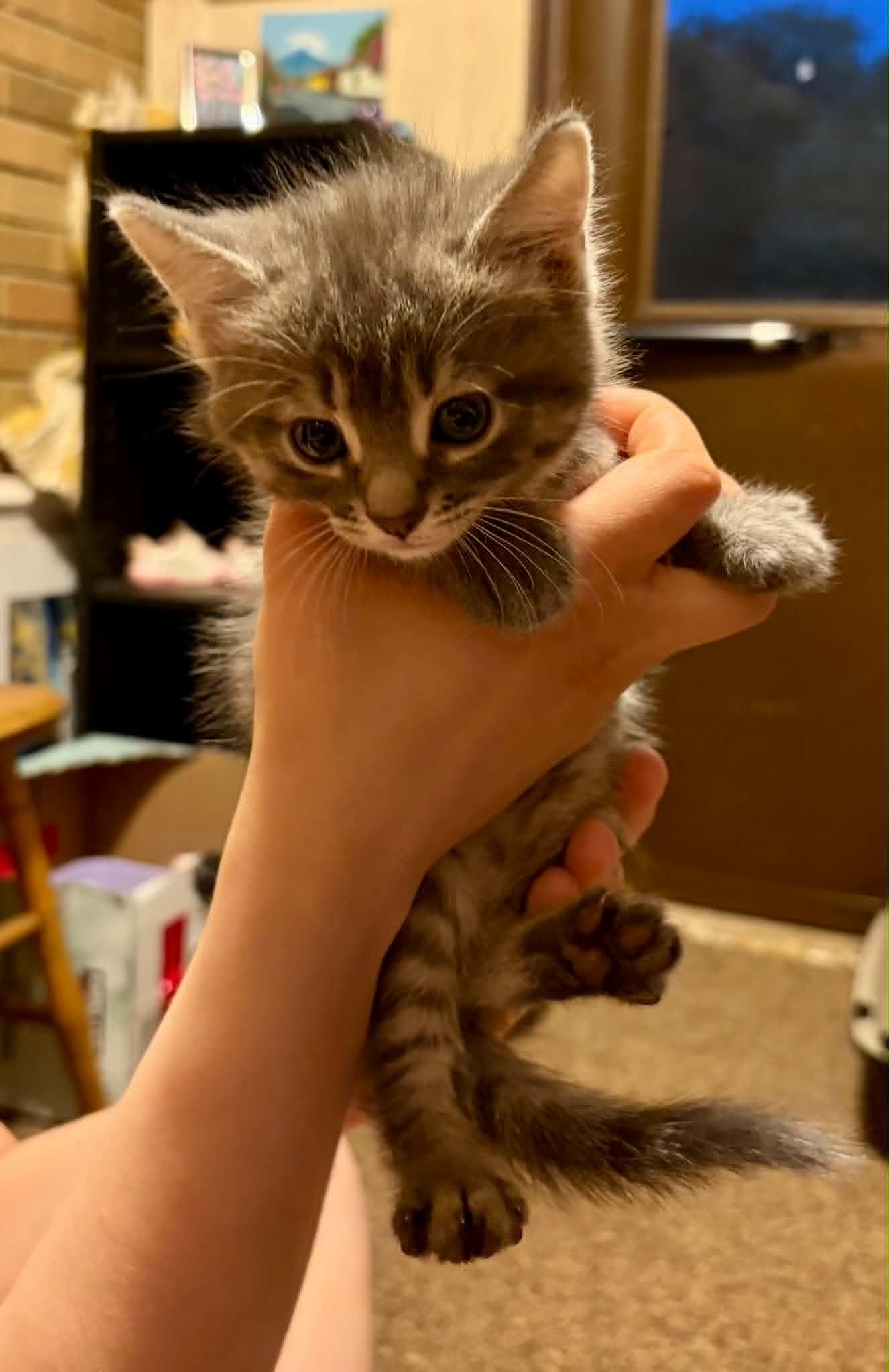 Judy, a Adoptable Domestic Short Hair in Port Washington, WI image 1/3
