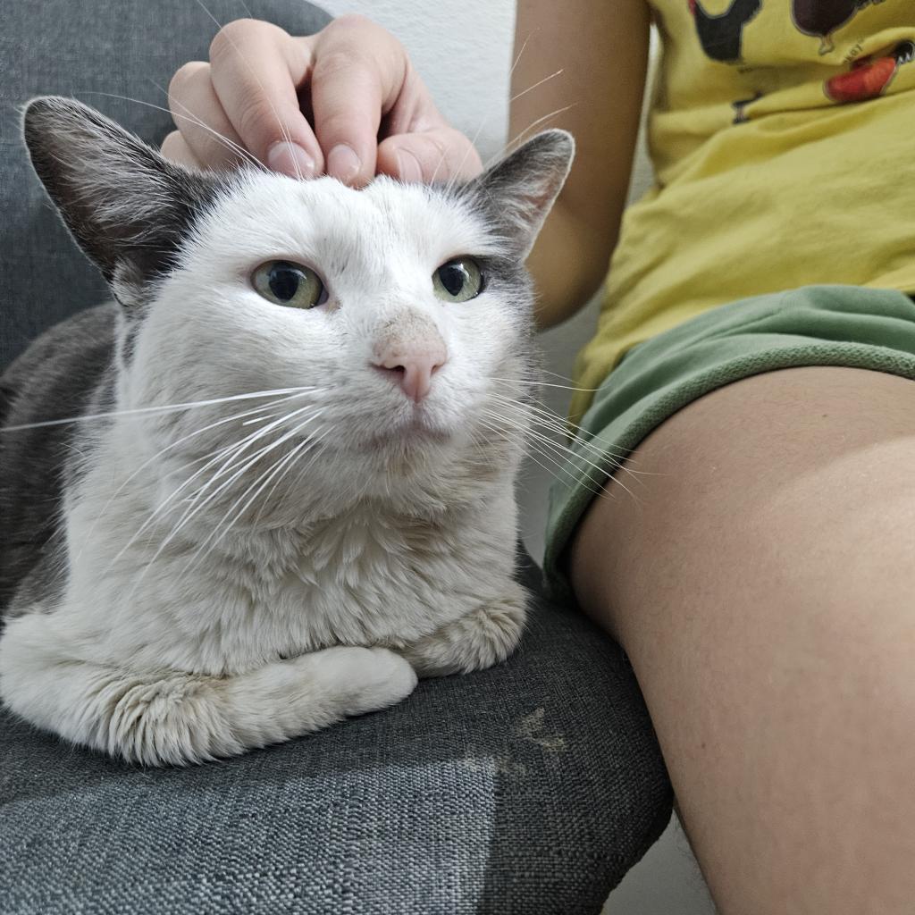 Jake, Adoptable, Adult Male Domestic Short Hair.