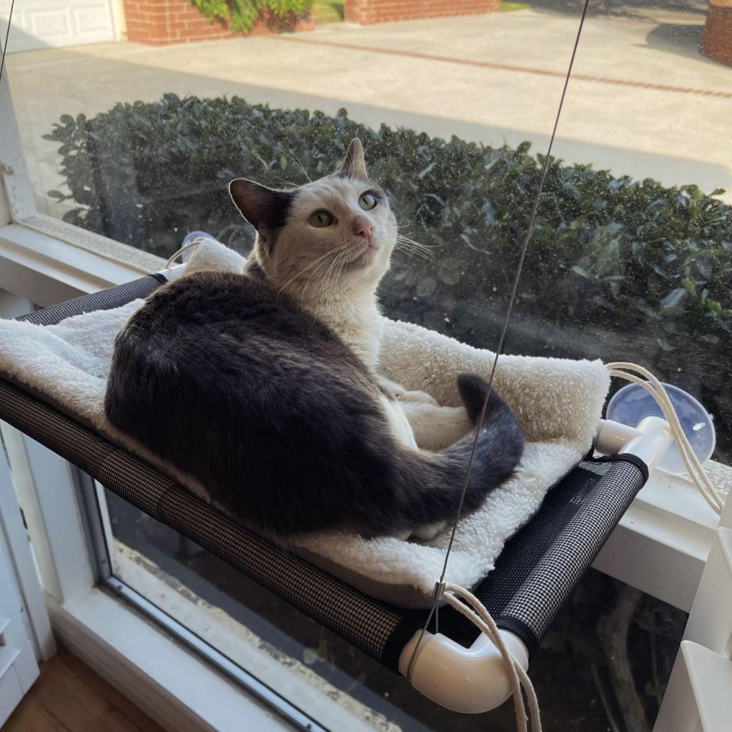 Enlarge Jake, a Adoptable Domestic Short Hair in Brea, CA image 2/6