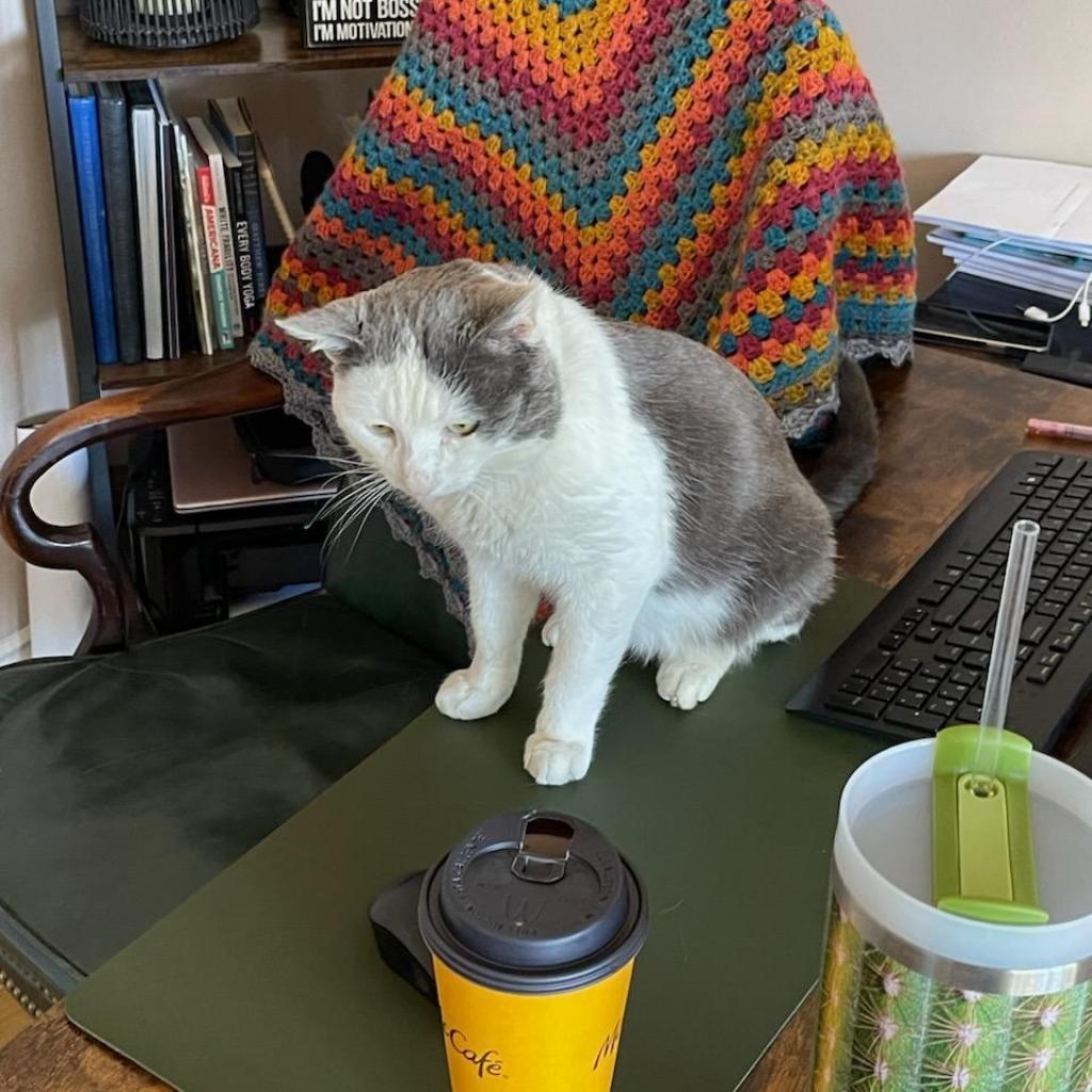 Enlarge Jake, a Adoptable Domestic Short Hair in Brea, CA image 3/6