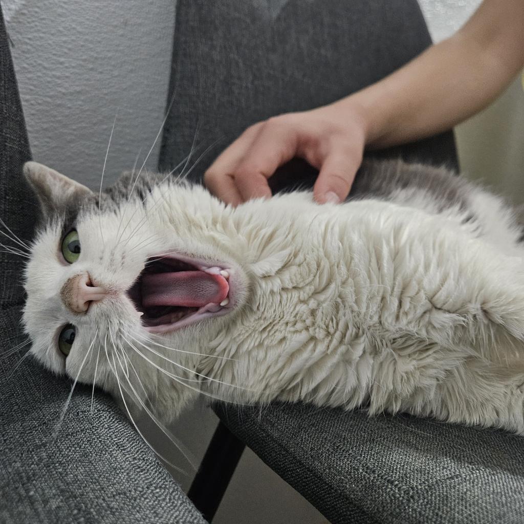 Enlarge Jake, a Adoptable Domestic Short Hair in Brea, CA image 4/6