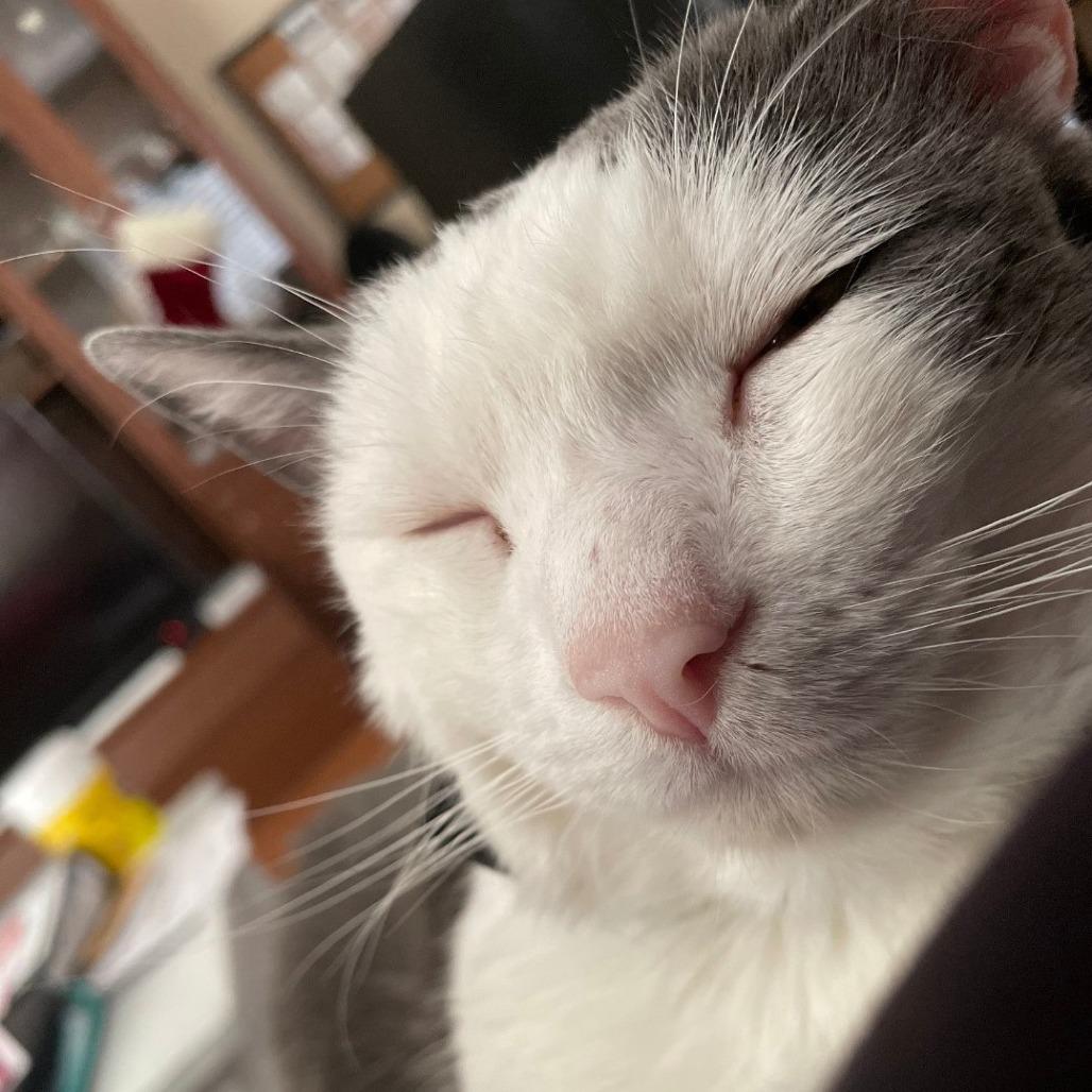 Enlarge Jake, a Adoptable Domestic Short Hair in Brea, CA image 5/6