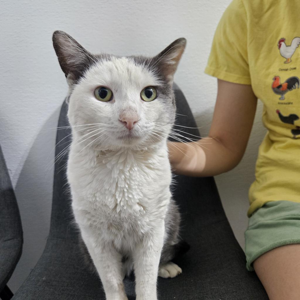 Enlarge Jake, a Adoptable Domestic Short Hair in Brea, CA image 6/6