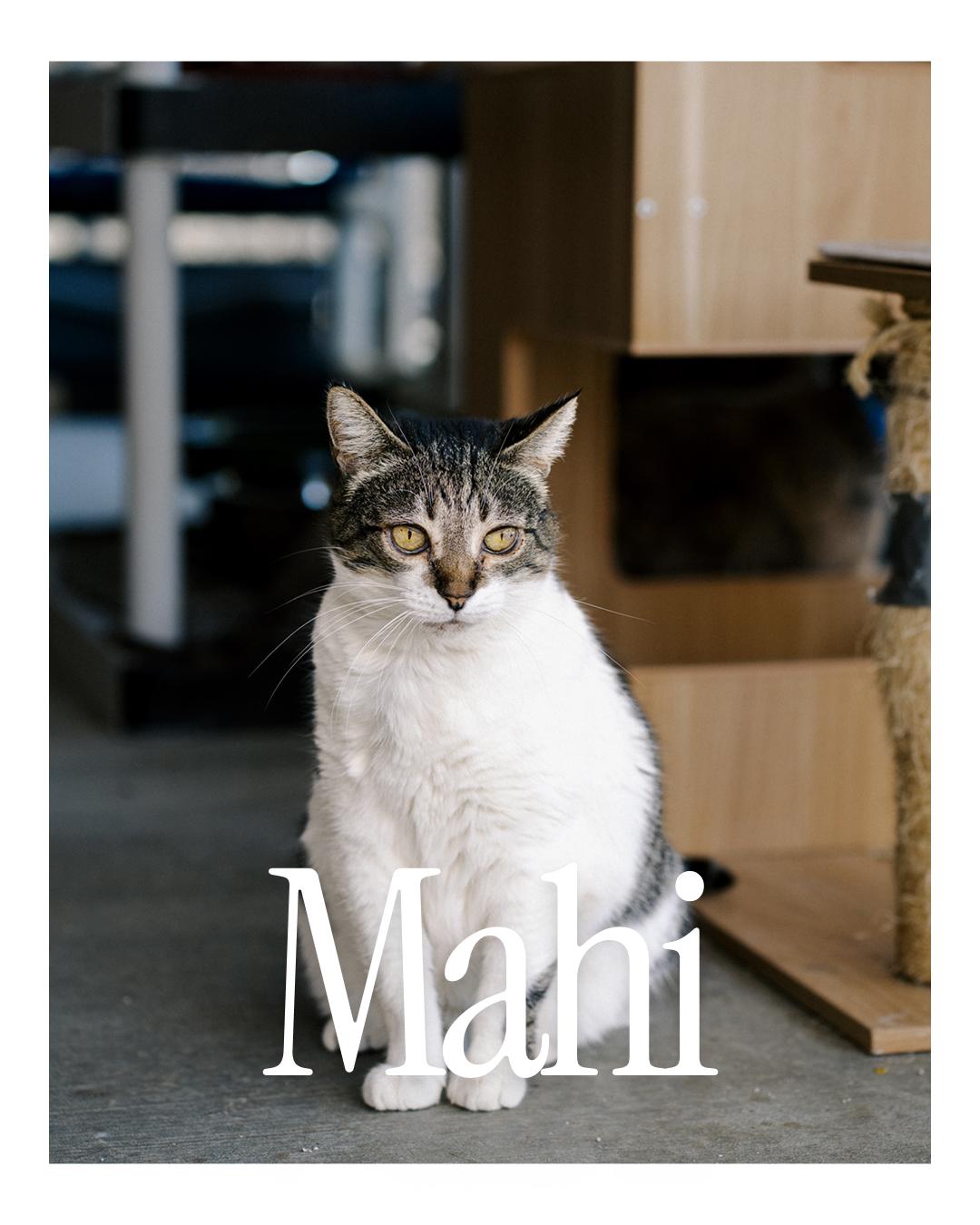 Mahi