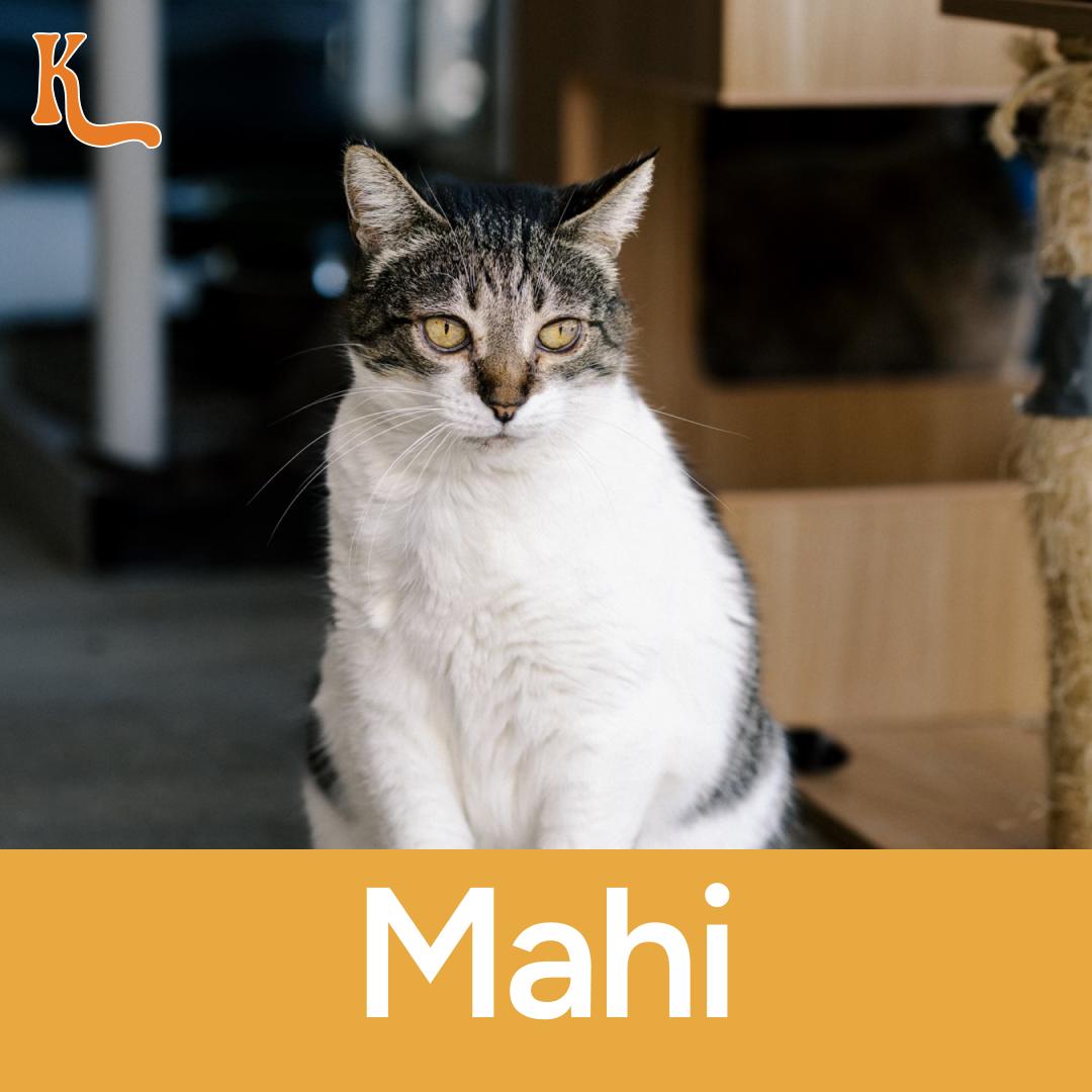 Mahi, Adult Female Domestic Short Hair