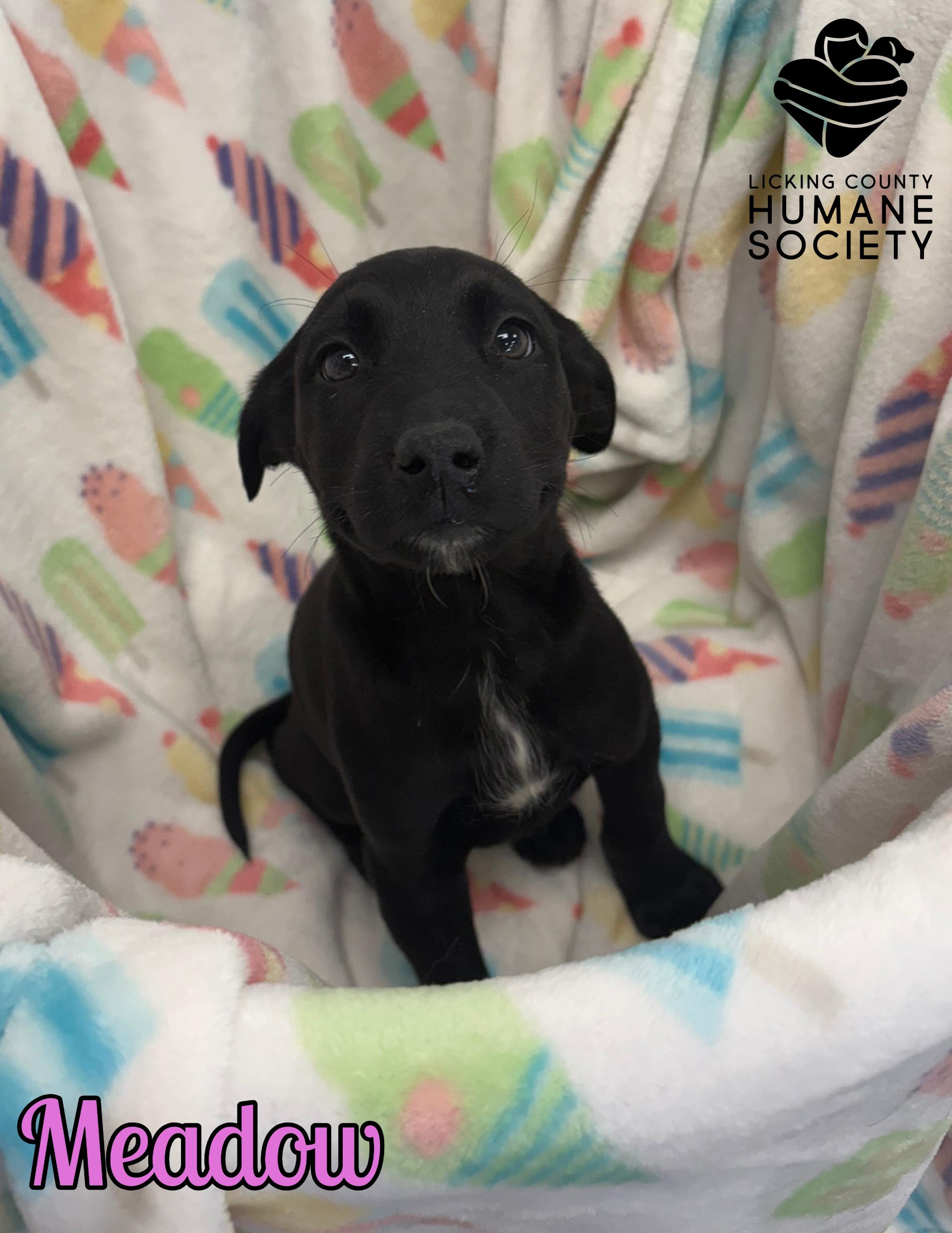 Enlarge Meadow, a Adoptable mixed breed in Heath, OH image 1/1