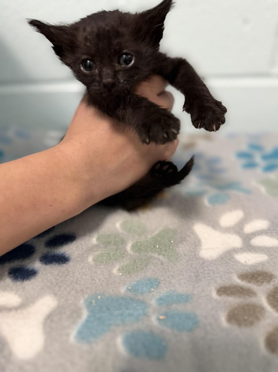 Argentina, adopted, Young Female Domestic Short Hair.