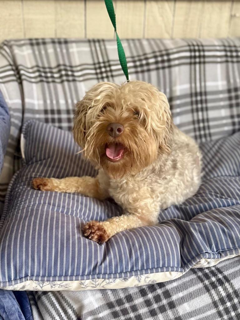 Big Mac, Adoptable, Young Male Maltese & Schnauzer.
