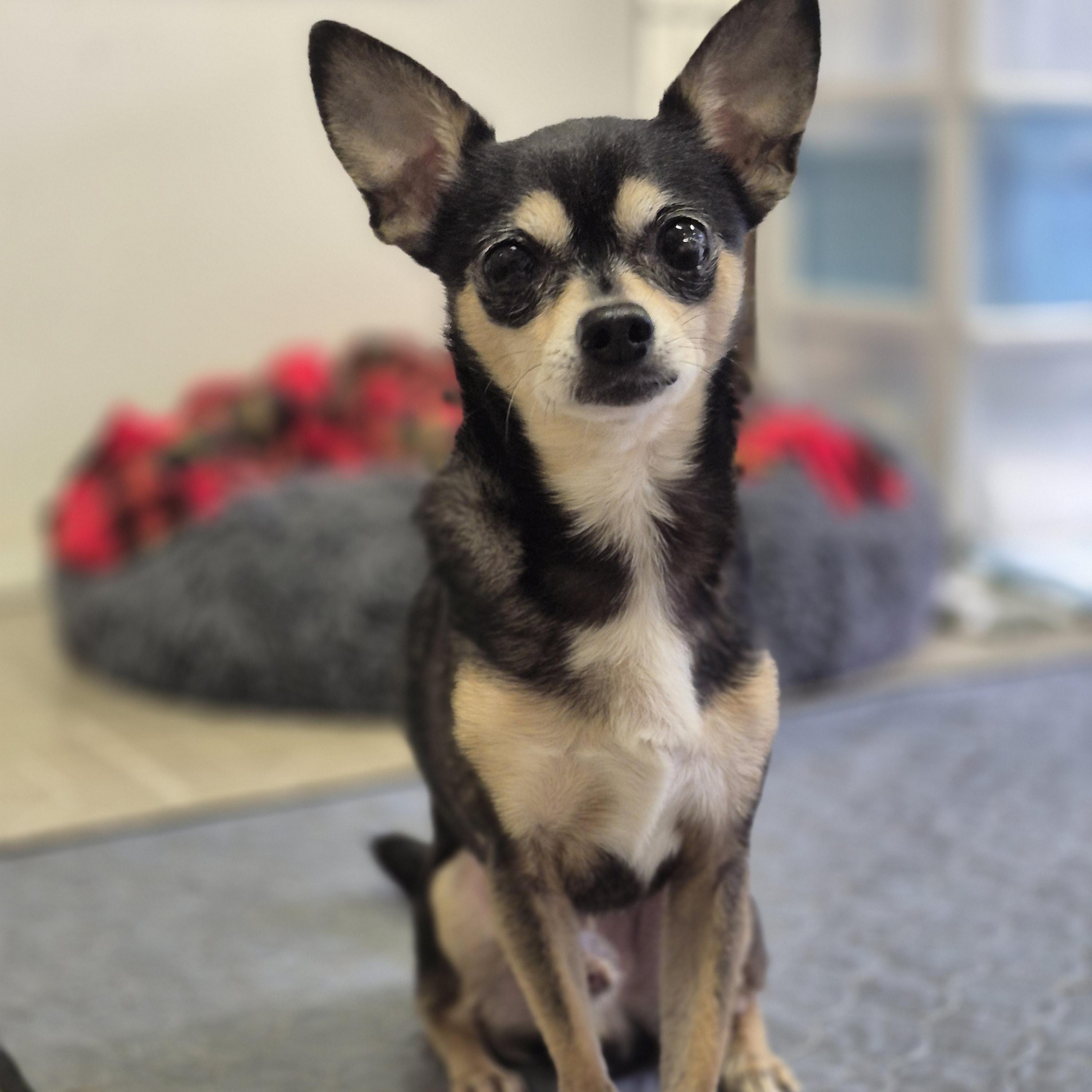 Enlarge David Bowie, an adoption pending Chihuahua in metairie, LA image 1/3