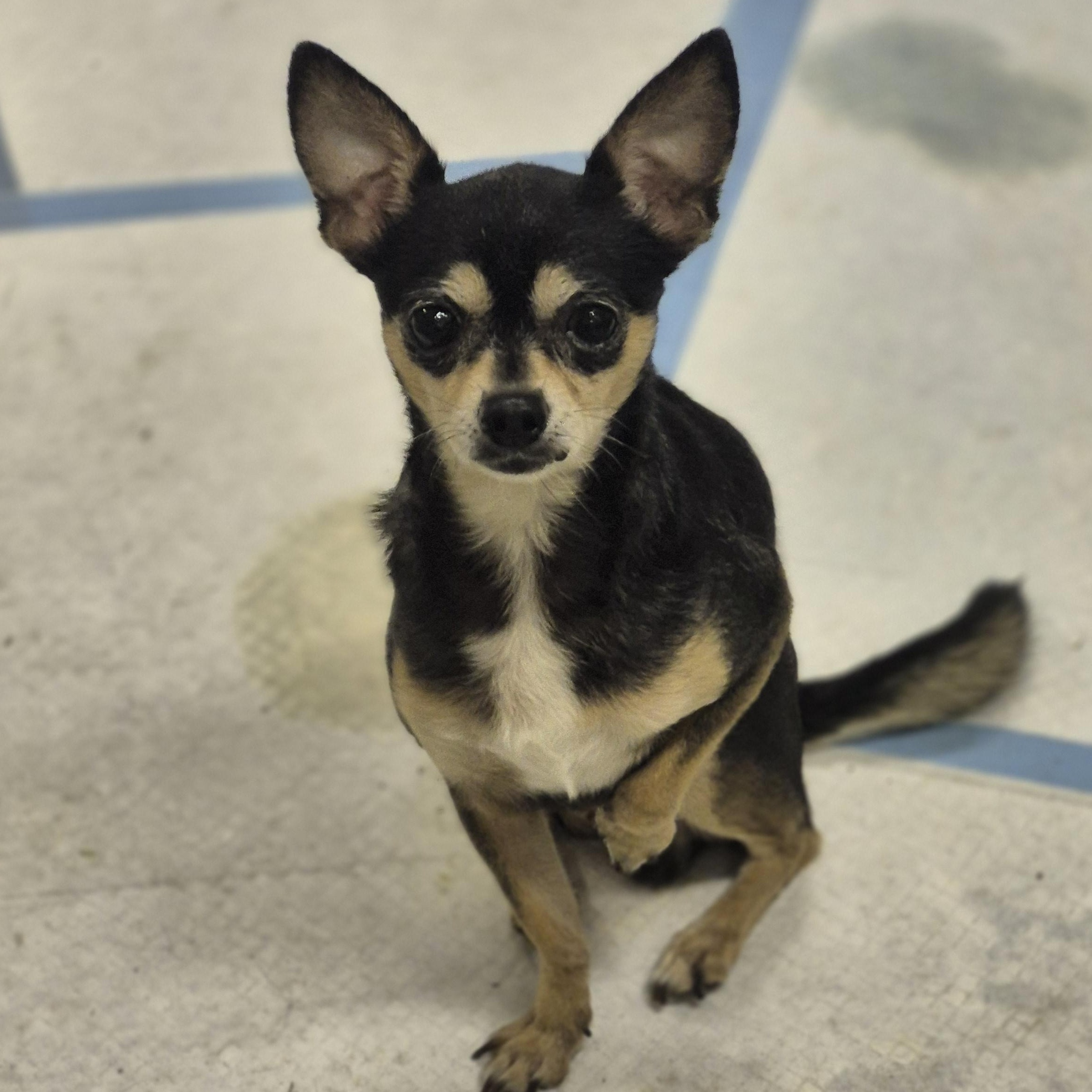 Enlarge David Bowie, an adoption pending Chihuahua in metairie, LA image 2/3