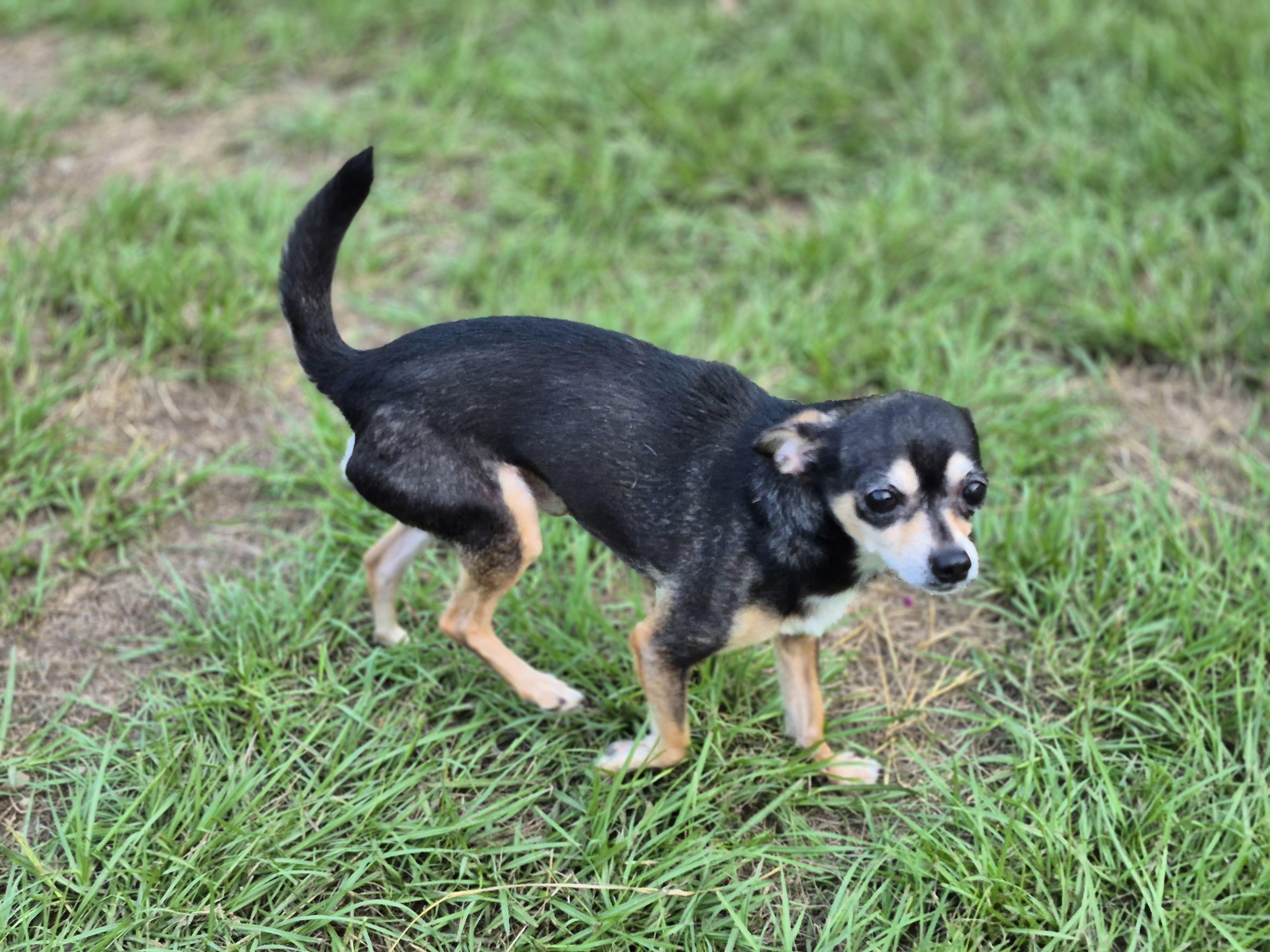Enlarge David Bowie, an adoption pending Chihuahua in metairie, LA image 3/3