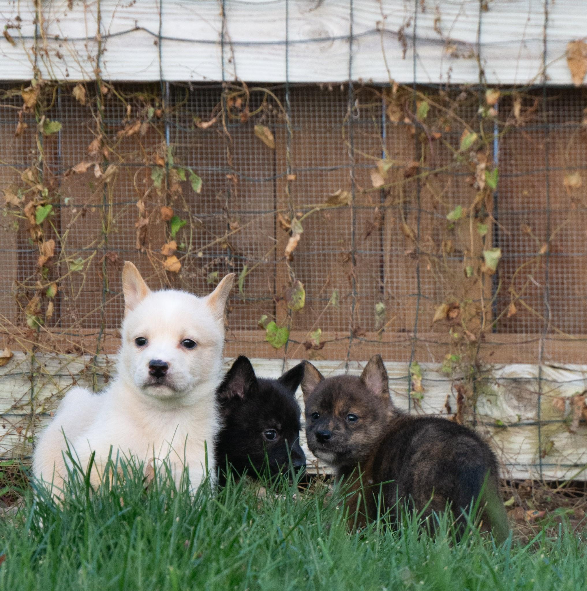 Enlarge Lily, a Adoptable Rat Terrier in Elizabeth, CO image 3/4