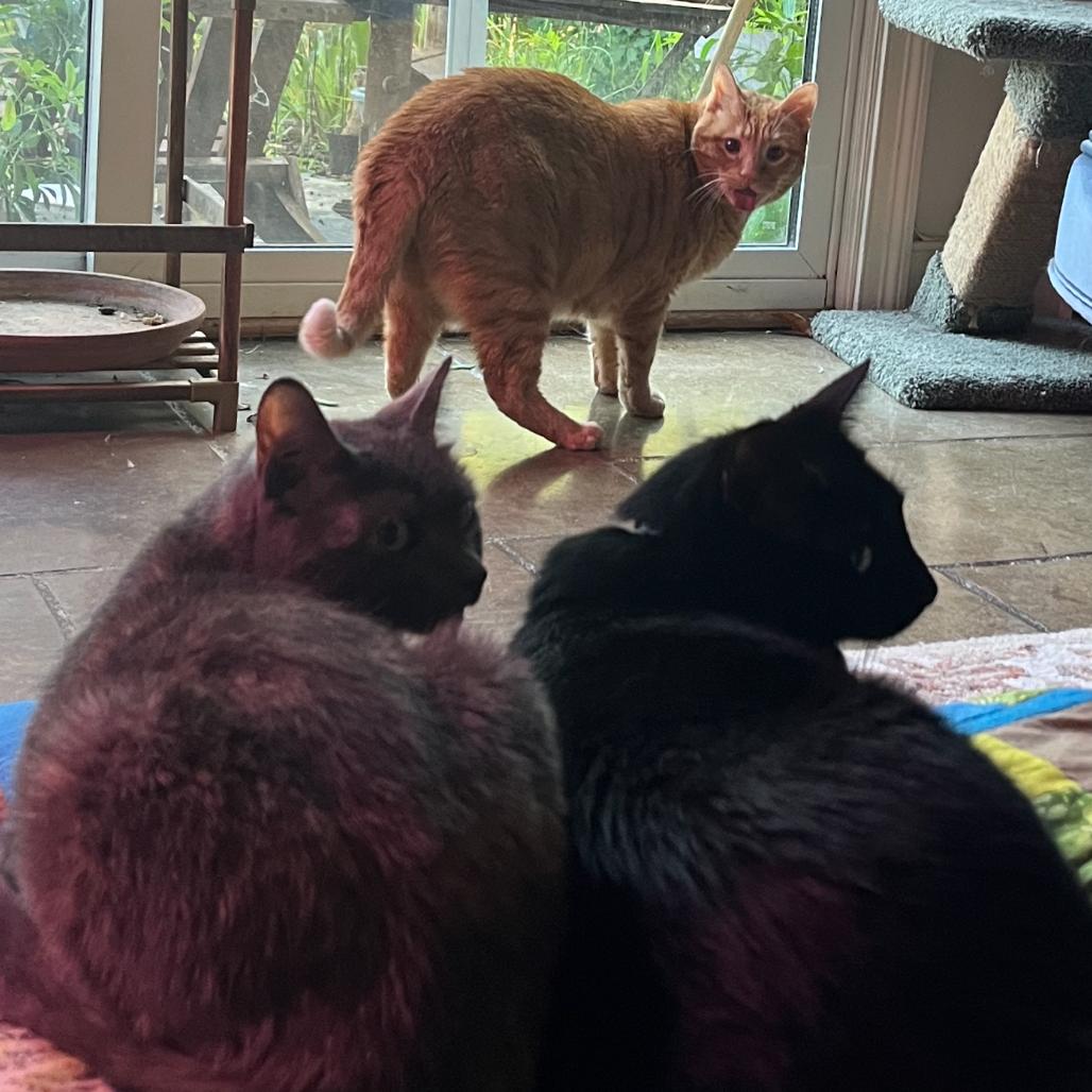Hopper, Adoptable, Senior Male Domestic Short Hair.