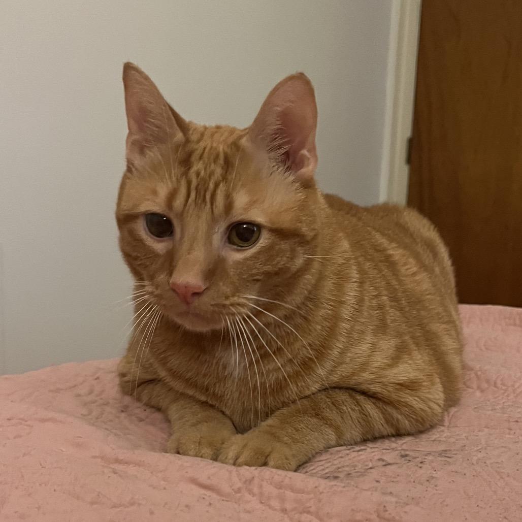 Enlarge Hopper, a Adoptable Domestic Short Hair in Charlottesville, VA image 2/5