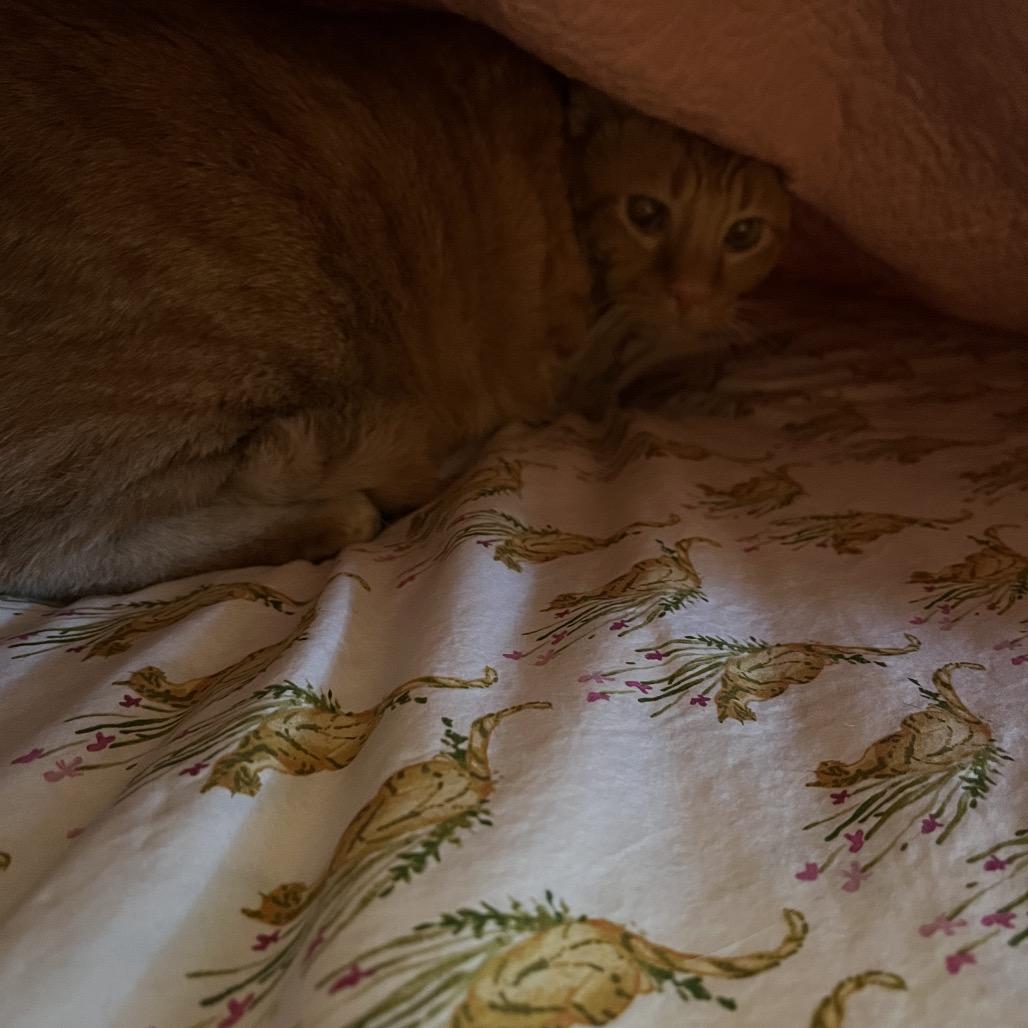Enlarge Hopper, a Adoptable Domestic Short Hair in Charlottesville, VA image 3/5