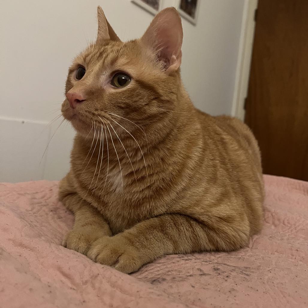 Enlarge Hopper, a Adoptable Domestic Short Hair in Charlottesville, VA image 4/5