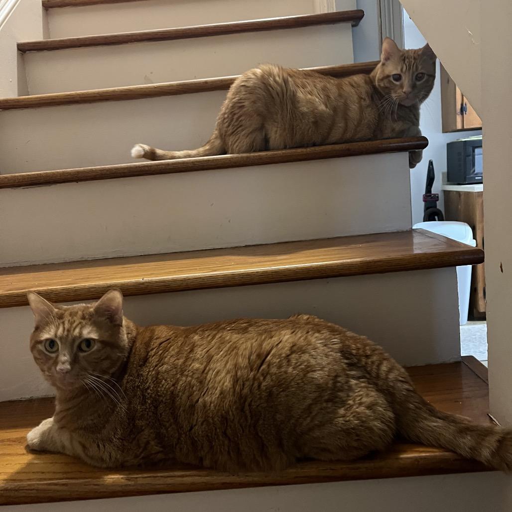 Enlarge Hopper, a Adoptable Domestic Short Hair in Charlottesville, VA image 5/5